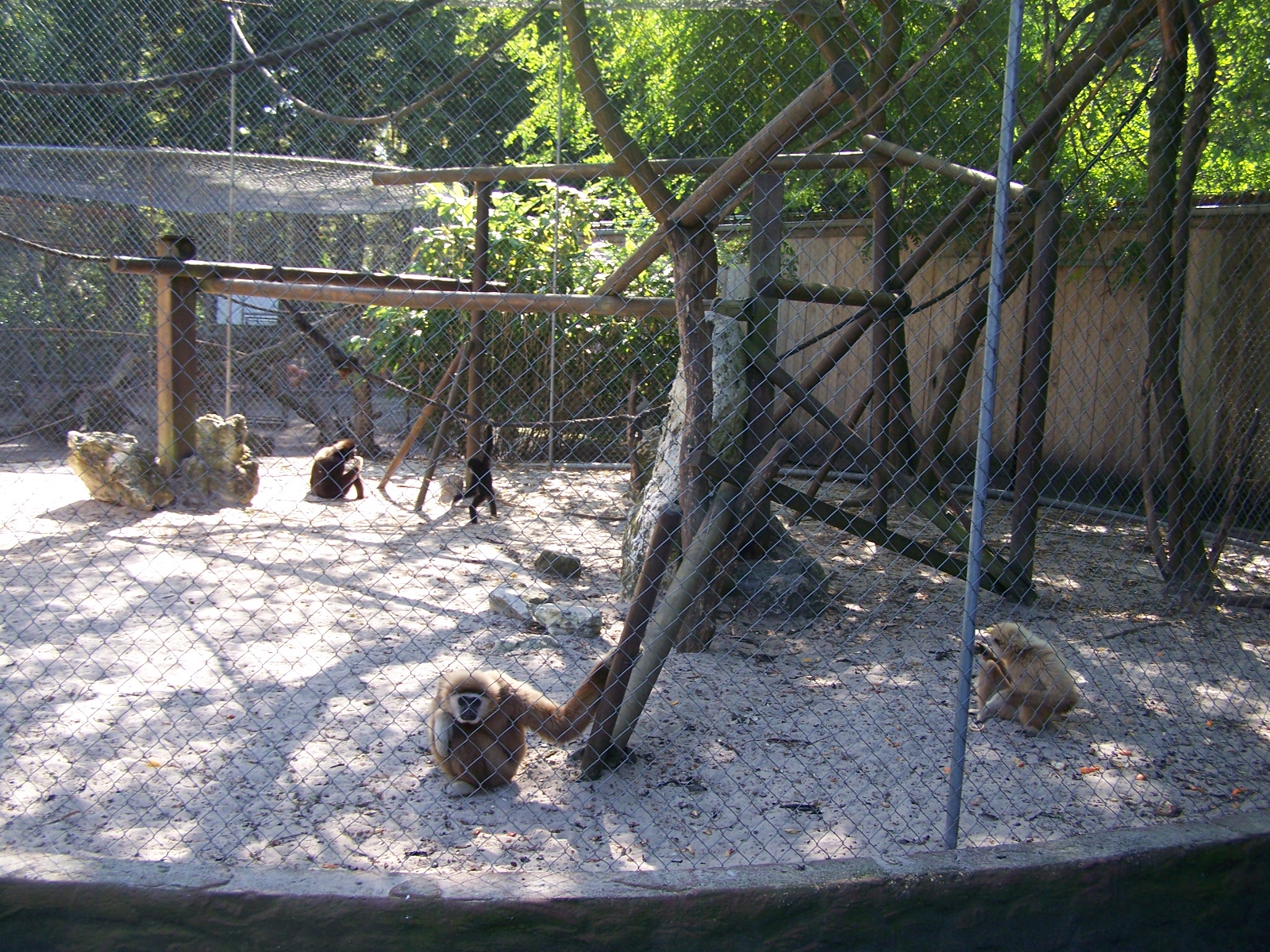 gibbon enclosure