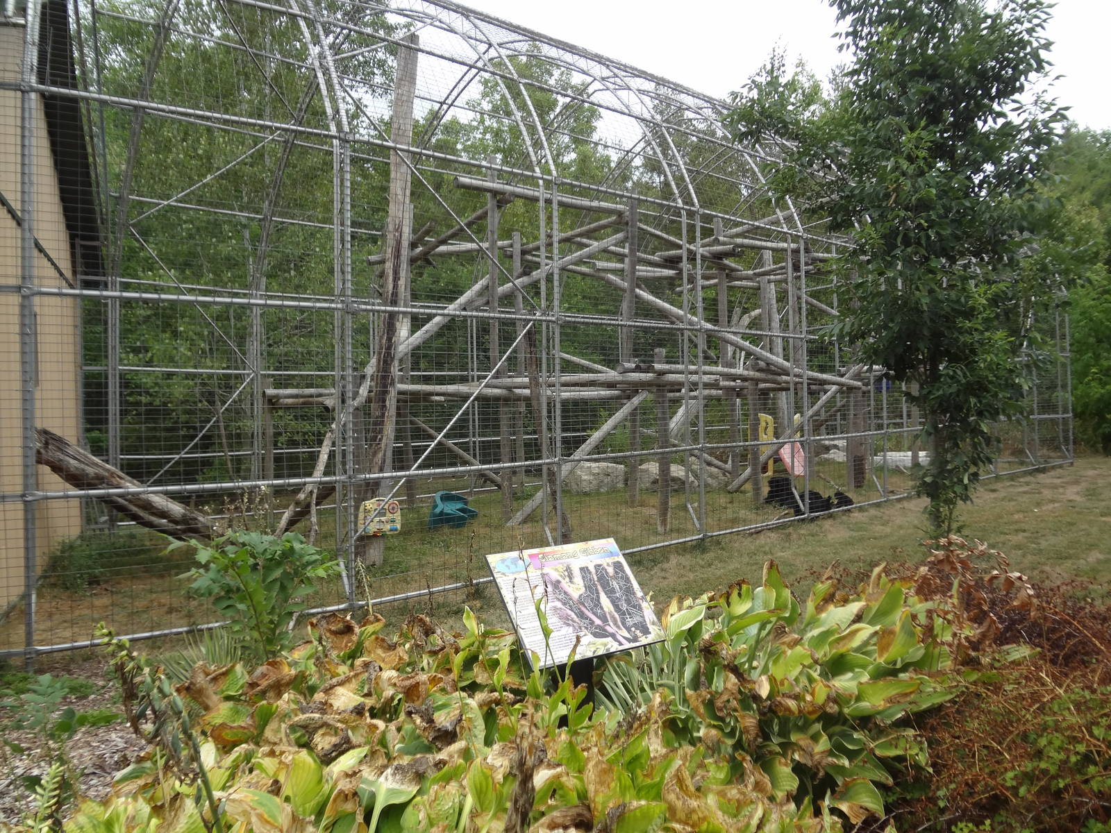 Gibbon enclosure