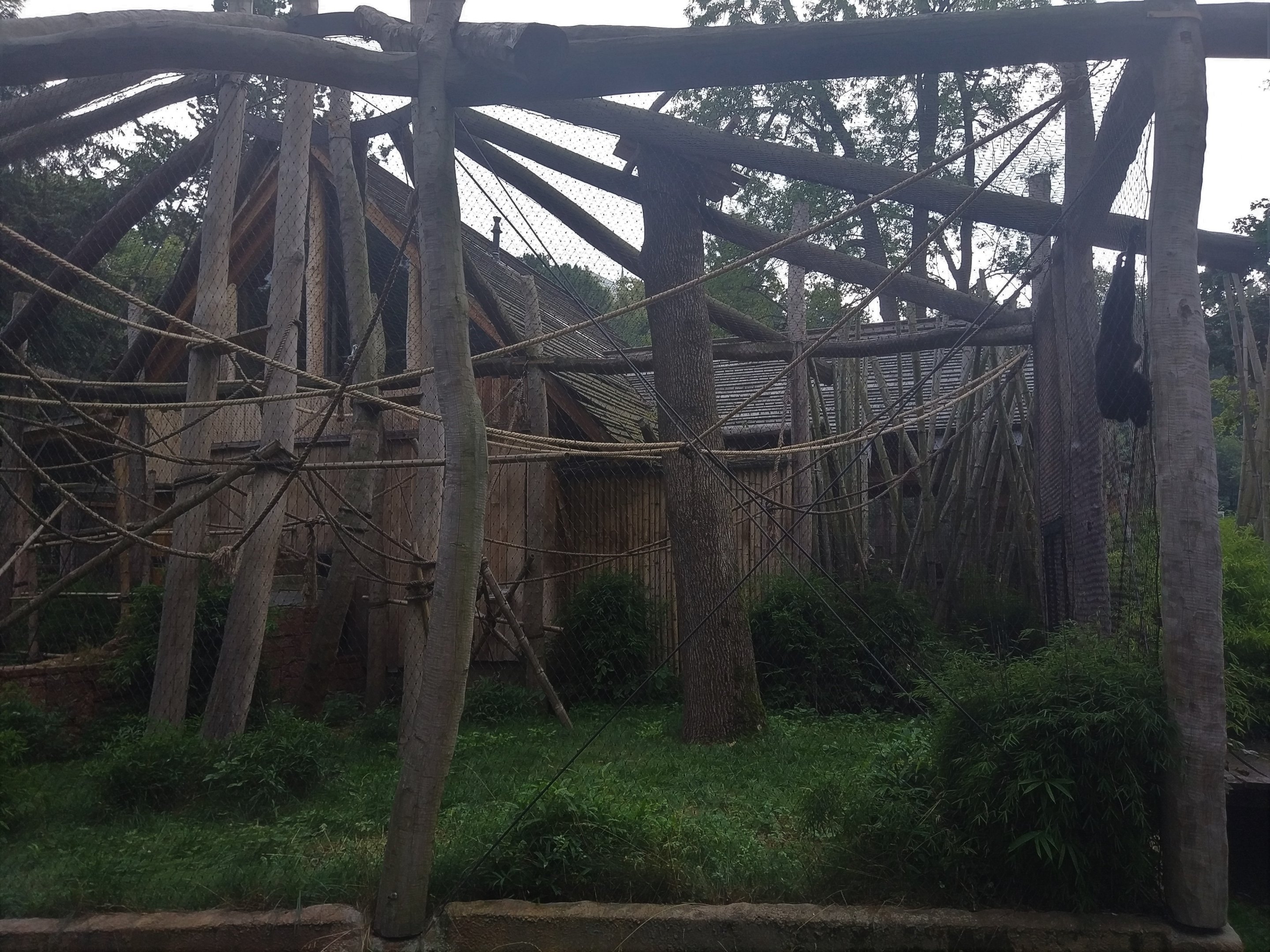 Gibbon Enclosure