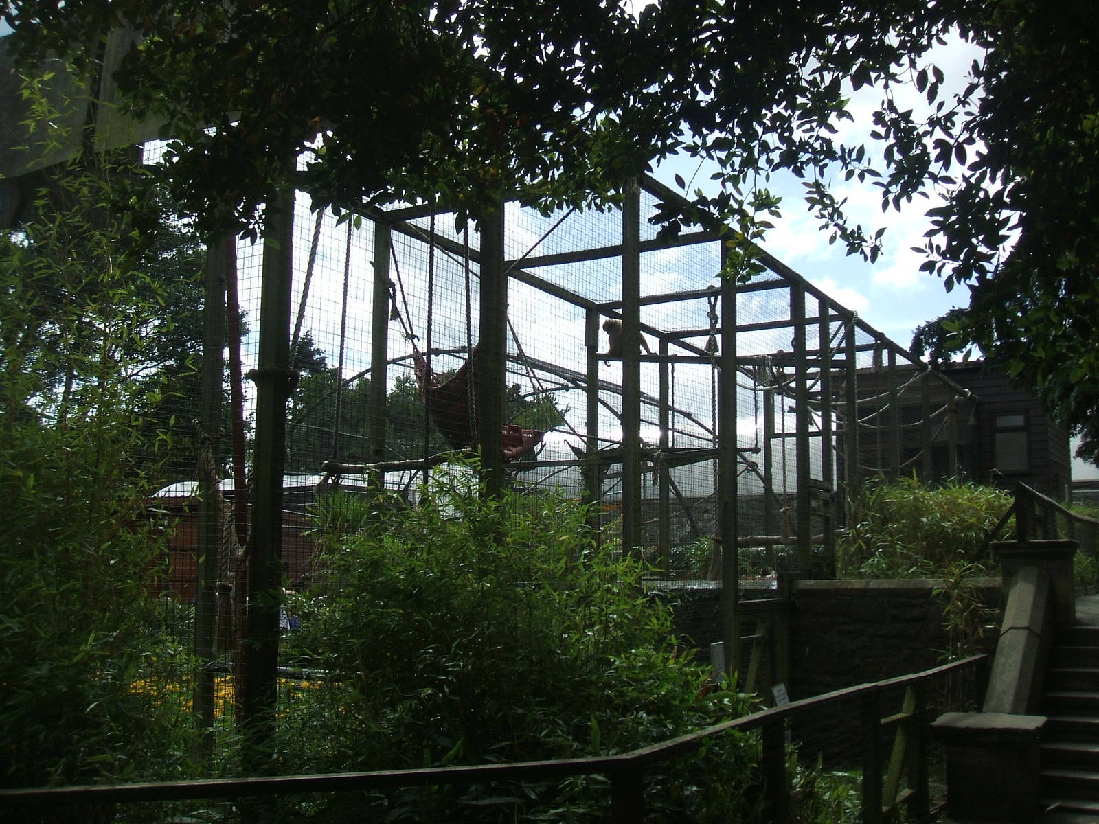 Gibbon enclosure