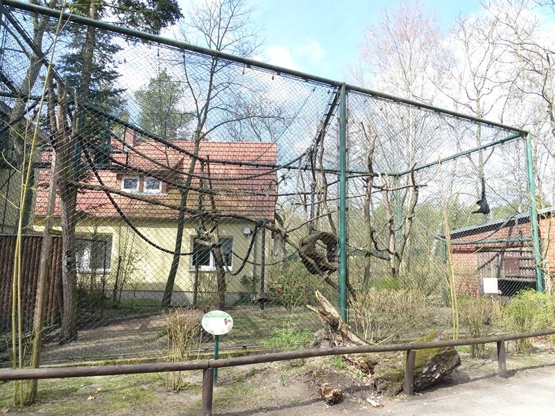 Gibbon enclosure