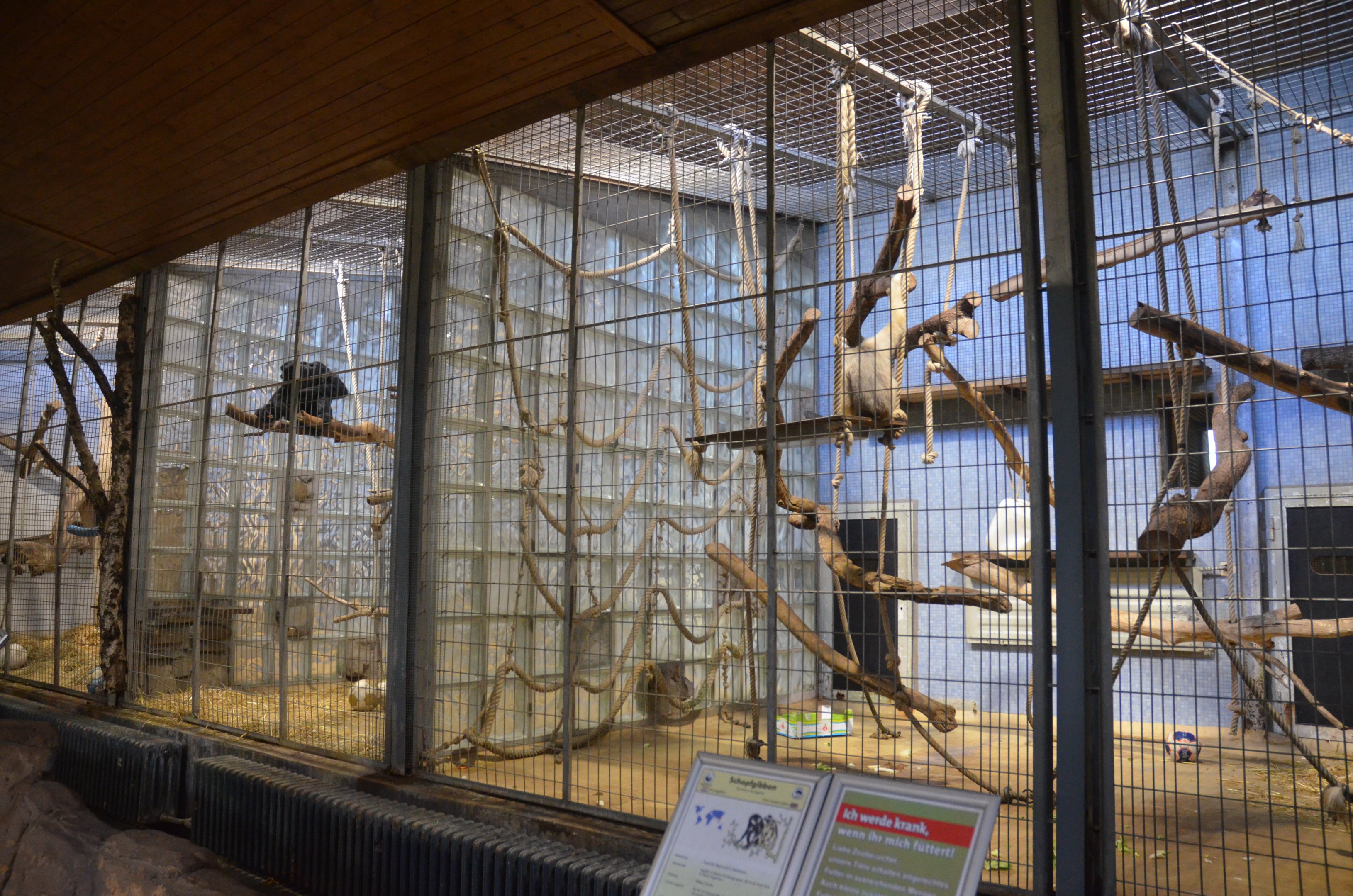 Gibbon Enclosures in Aequatorium at Duisburg, 17/06/19