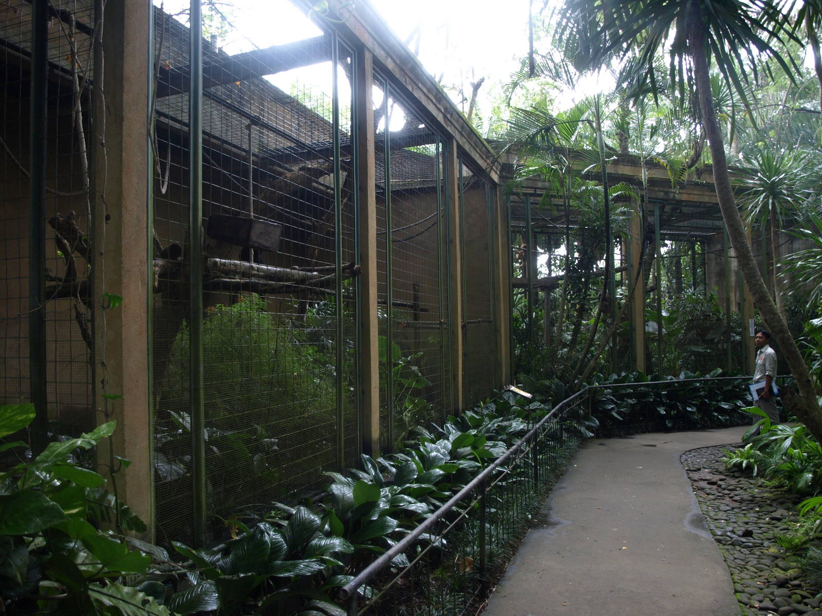 Gibbon enclosures