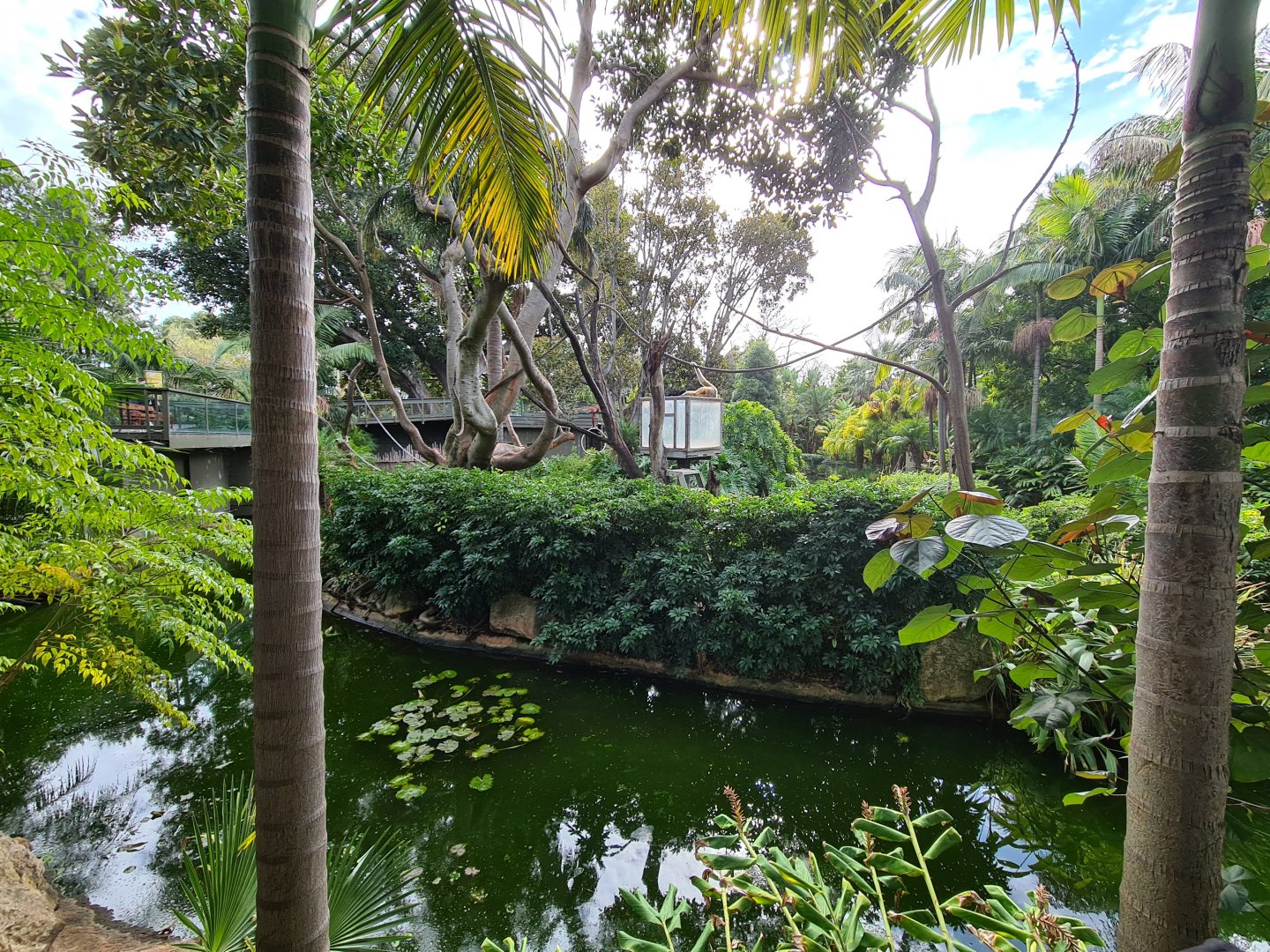 Gibbon exhibit Adelaide Zoo
