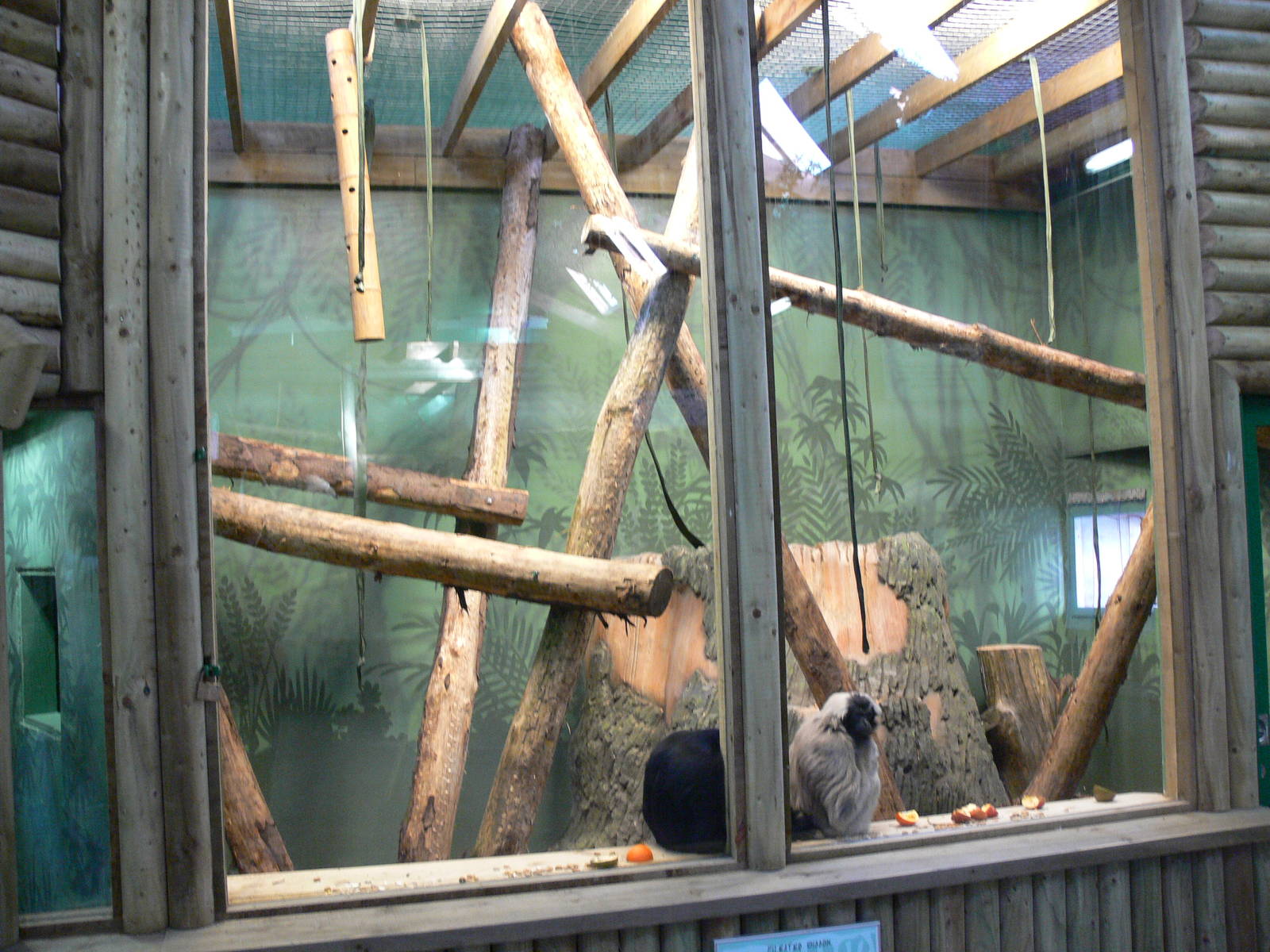 Gibbon exhibit at Blackpool Zoo, 27/01/13