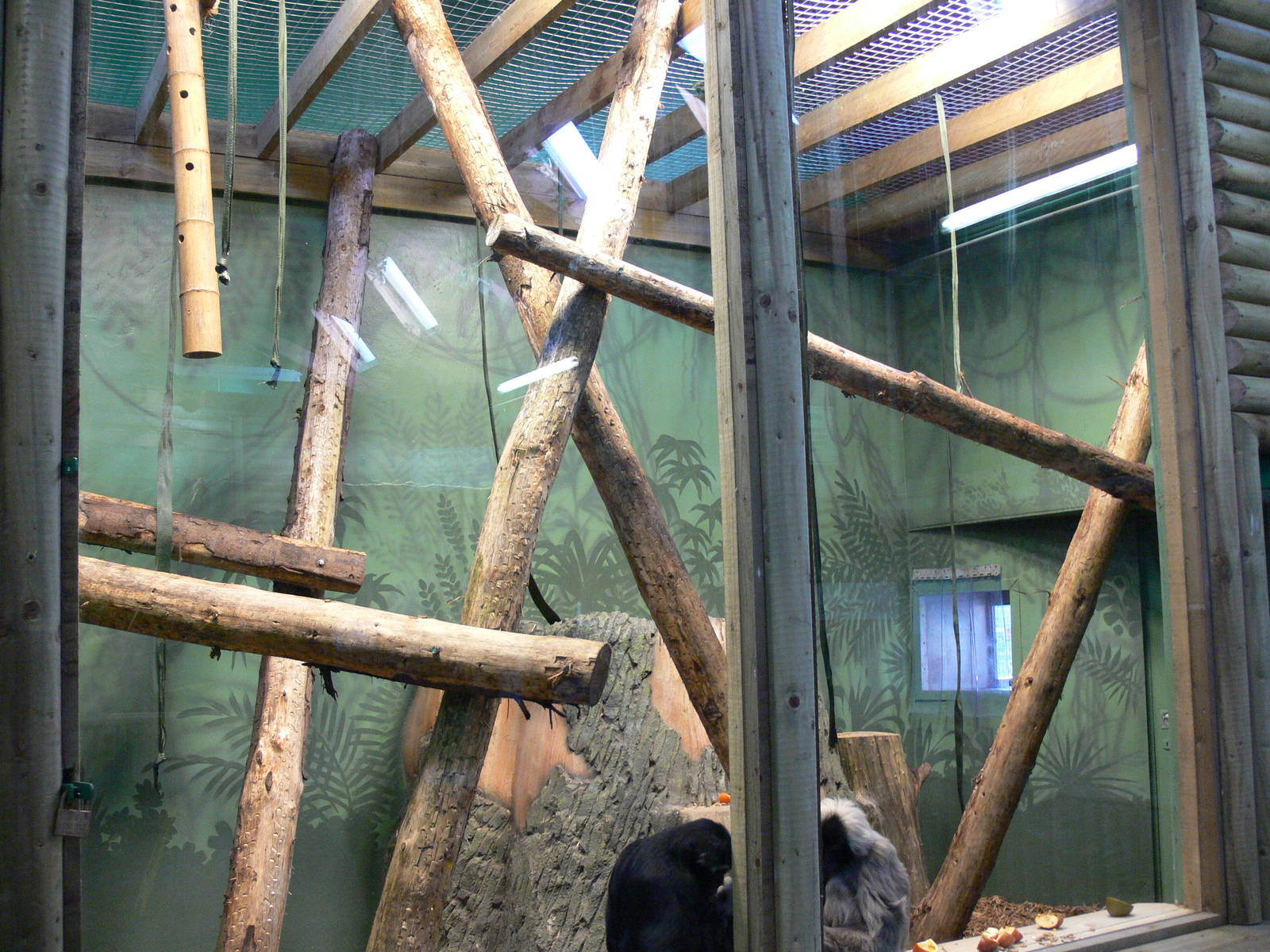 Gibbon exhibit at Blackpool Zoo, 27/01/13