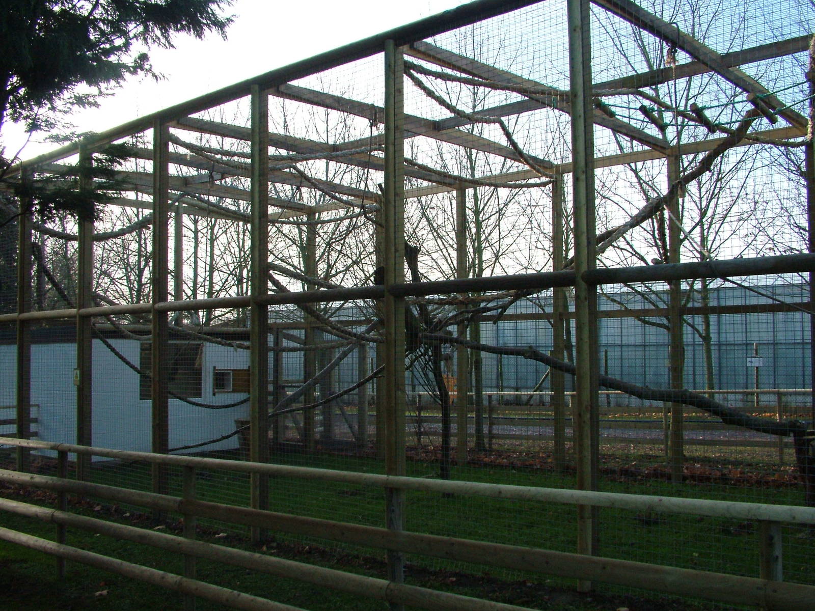 Gibbon exhibit at Wingham 28/11/09