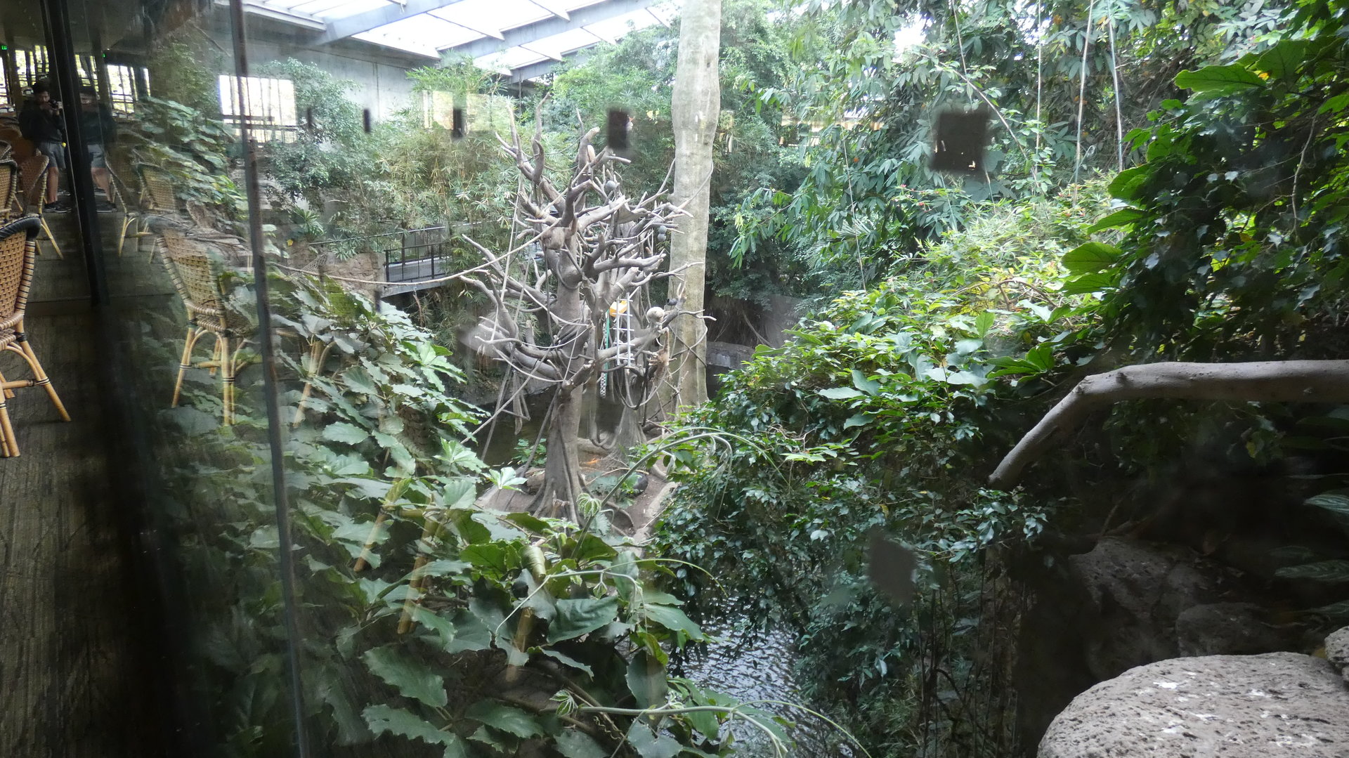 Gibbon Exhibit, Lied Jungle - Oct. 2022