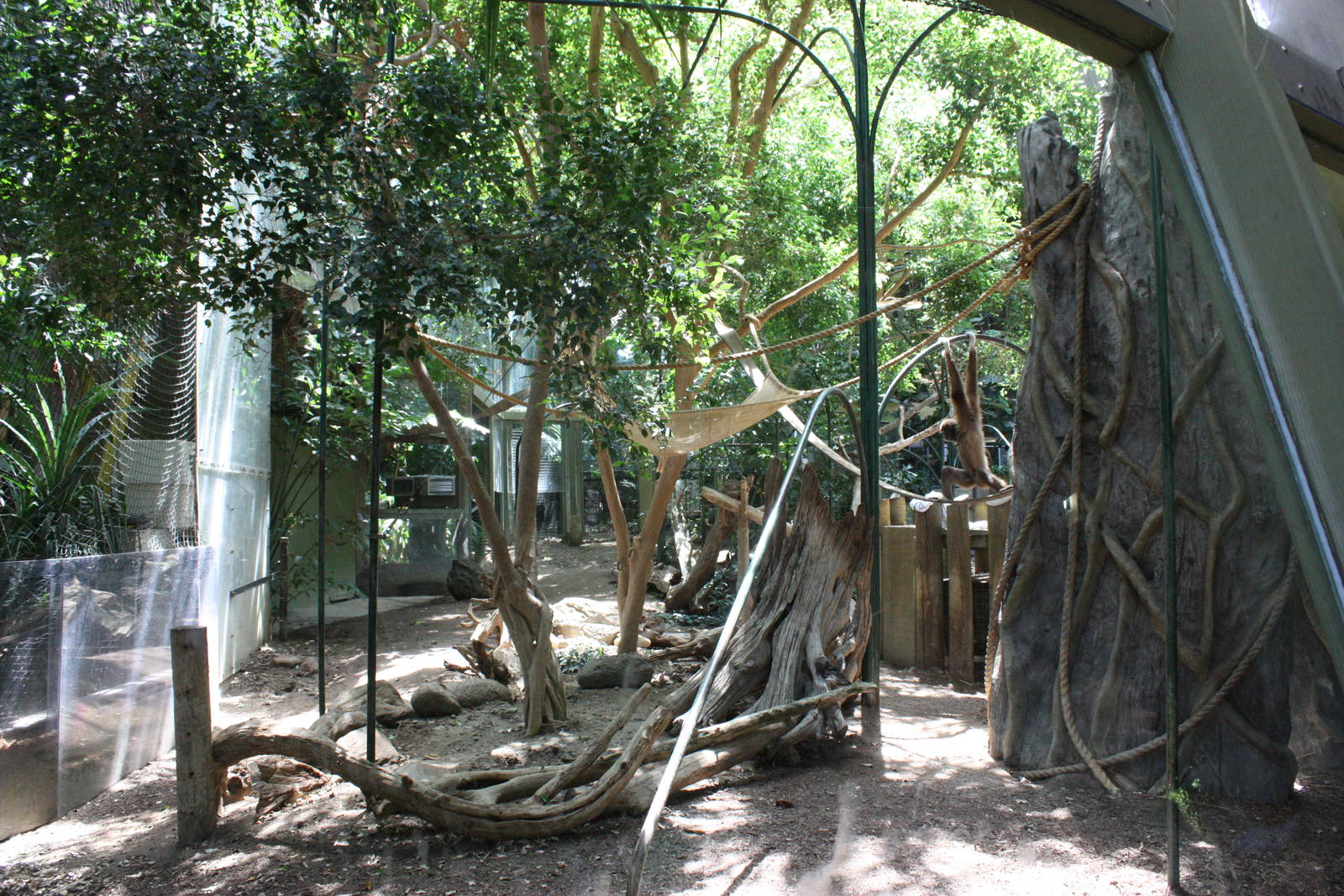 Gibbon Exhibit