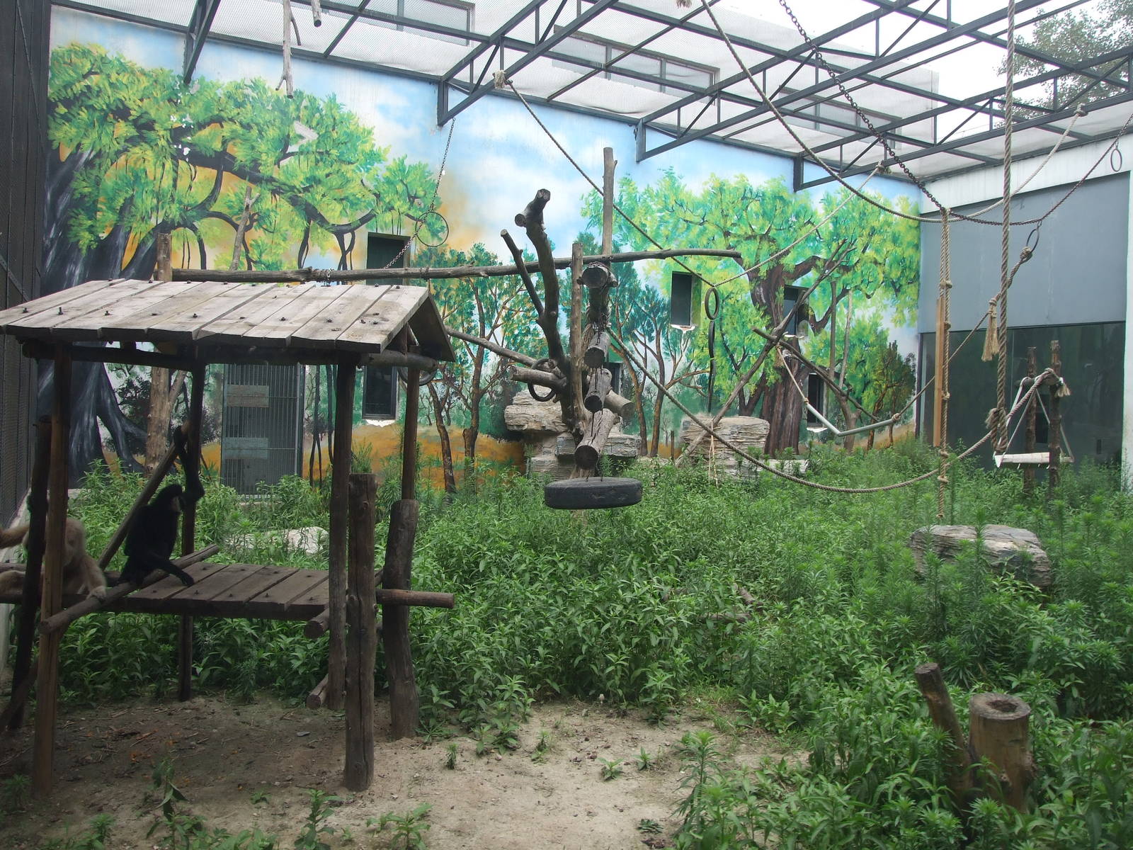 Gibbon exhibit