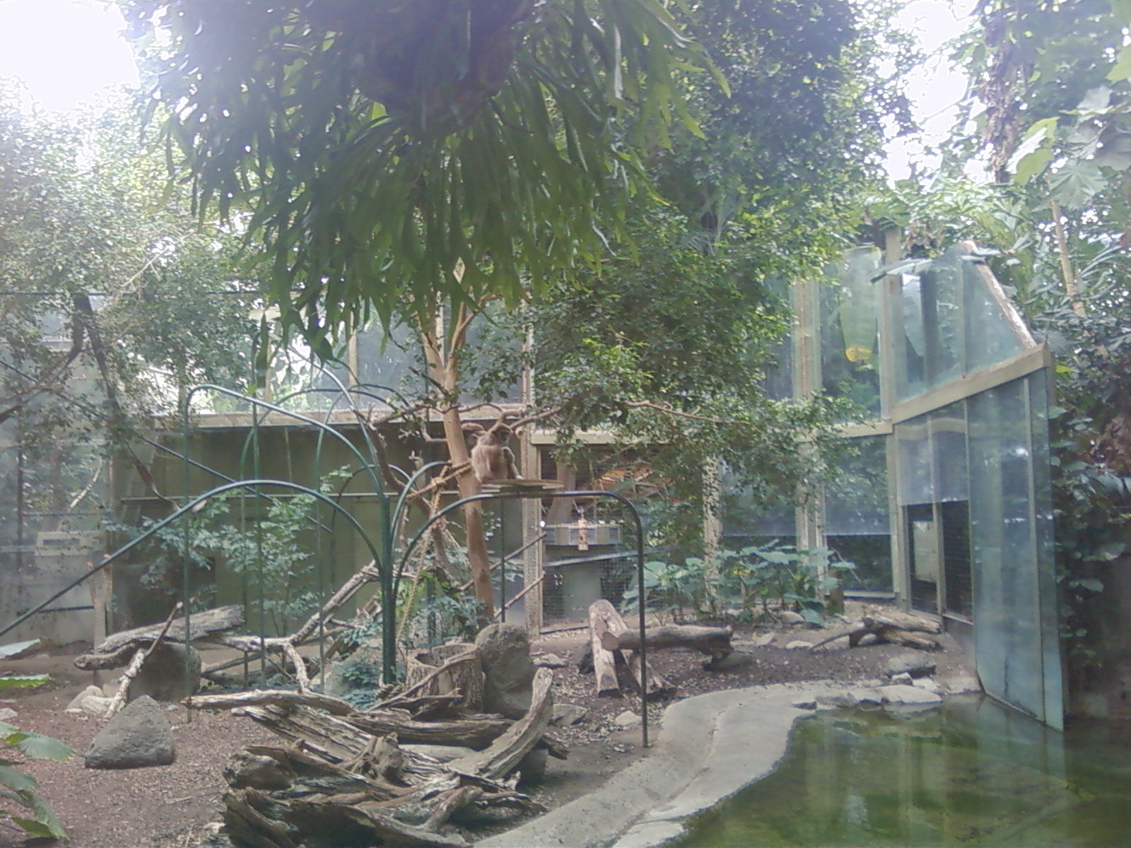 Gibbon Exhibit