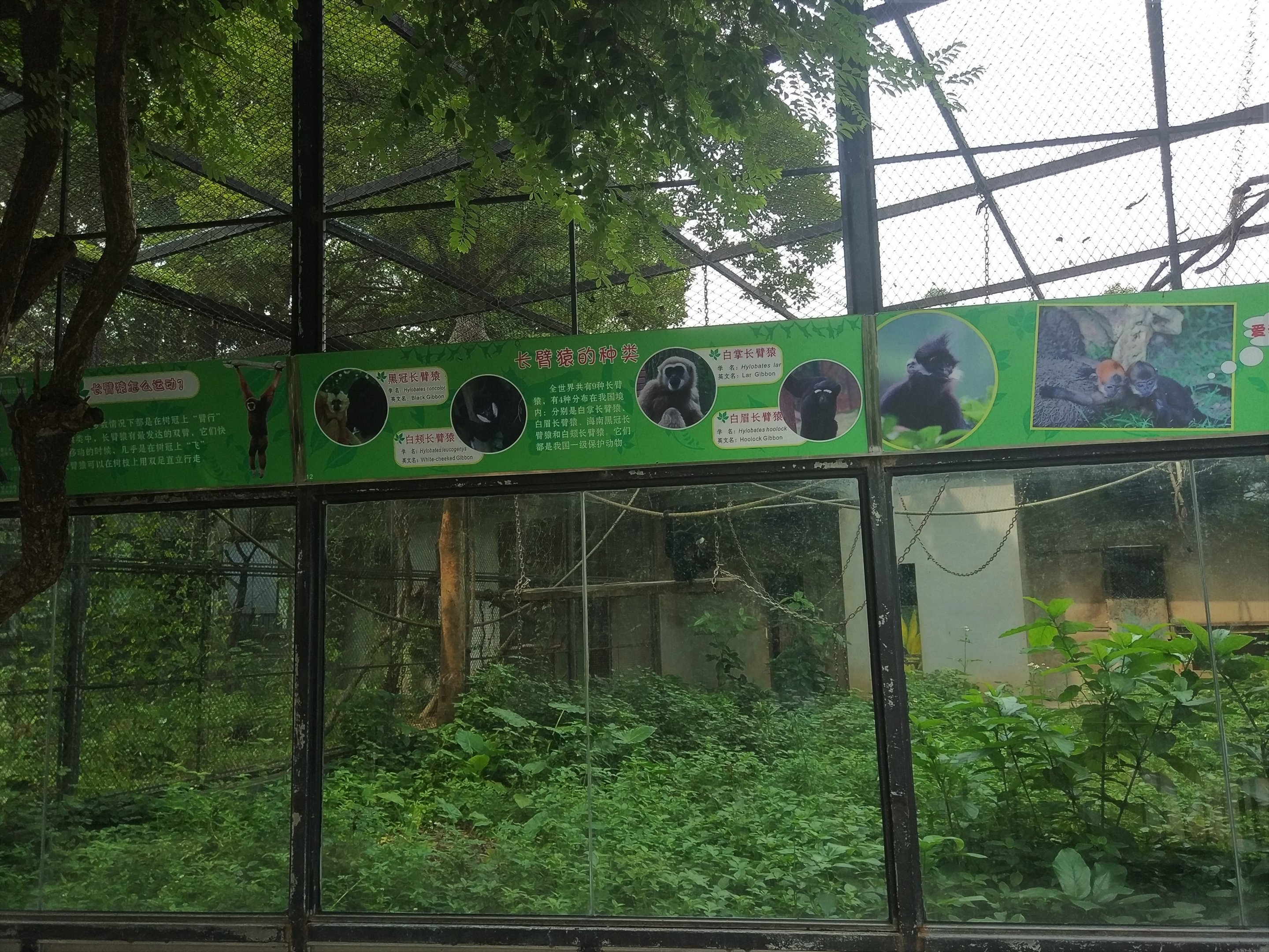 Gibbon Exhibit
