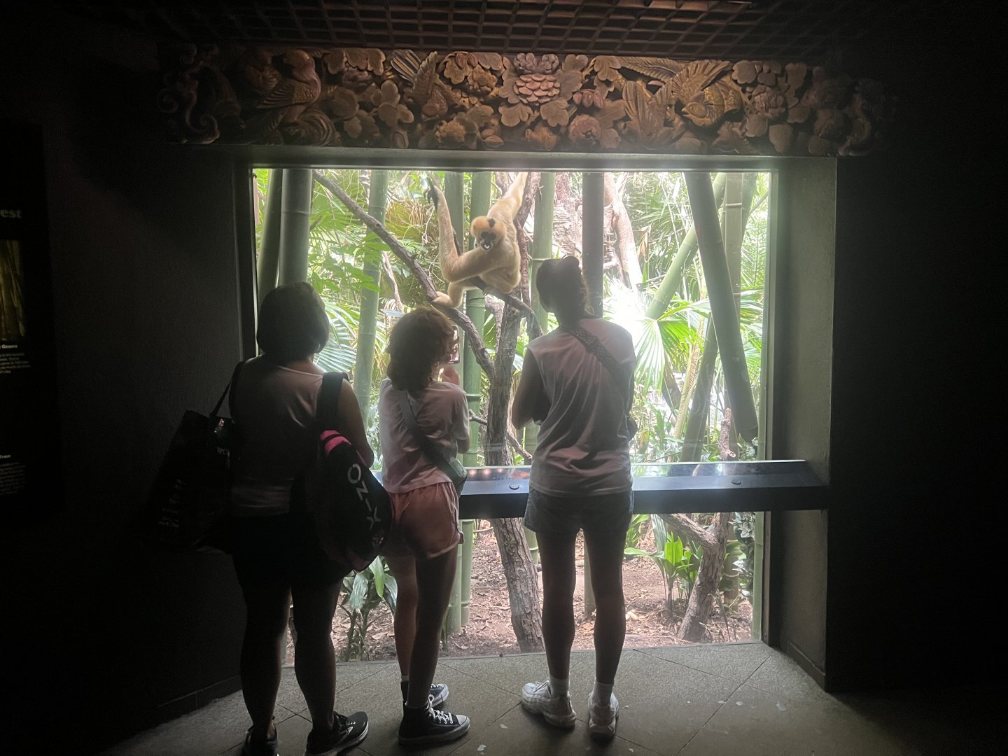Gibbon Exhibit