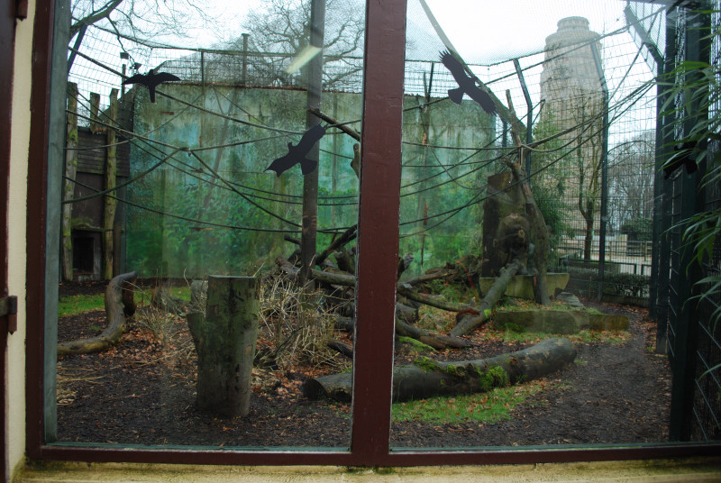 Gibbon exhibit