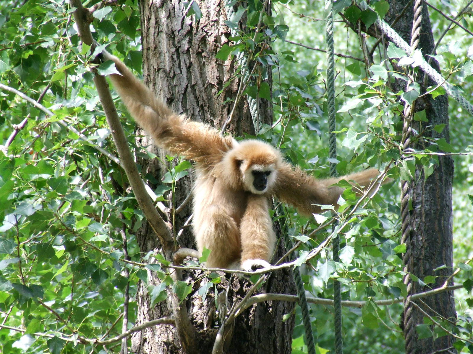 Gibbon exhibit