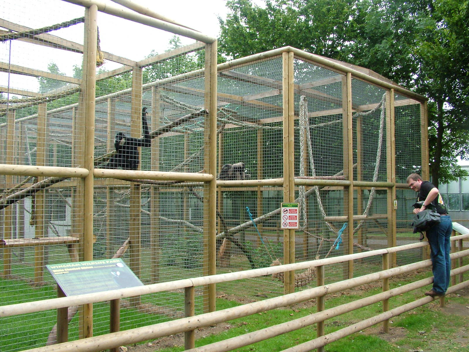 Gibbon Exhibits at Wingham WP, 31/07/10