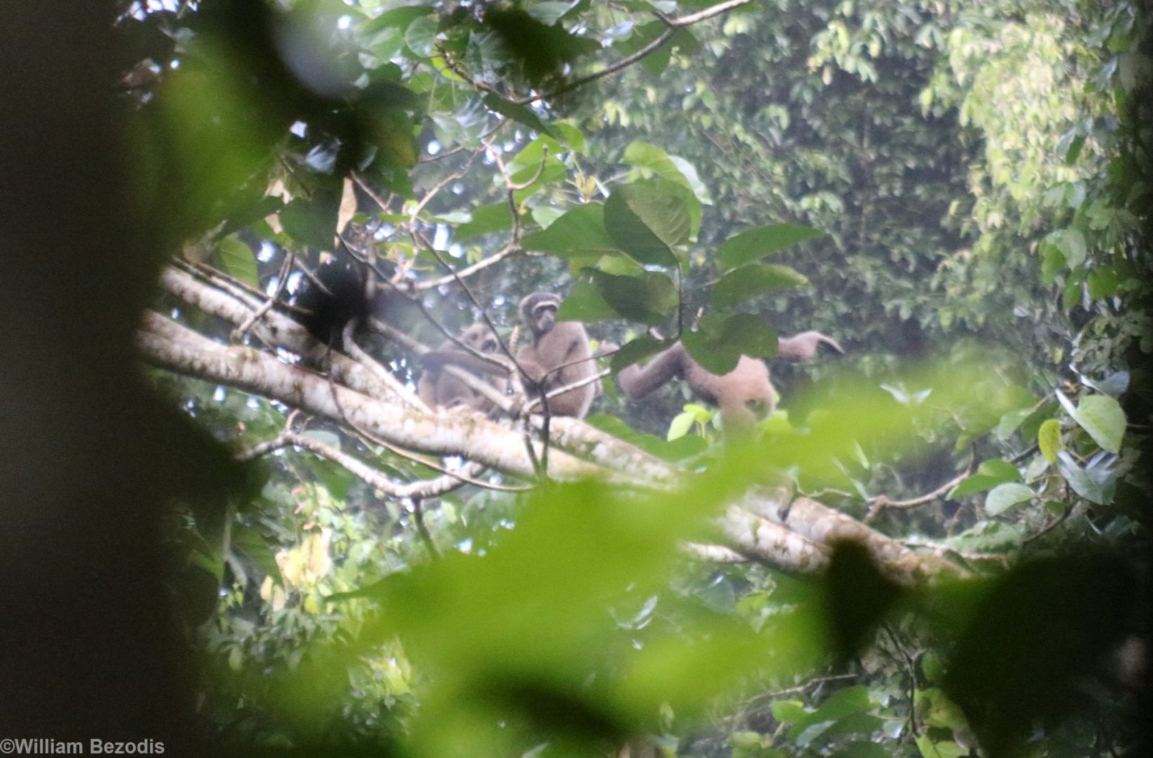Gibbon Family - Danum Valley