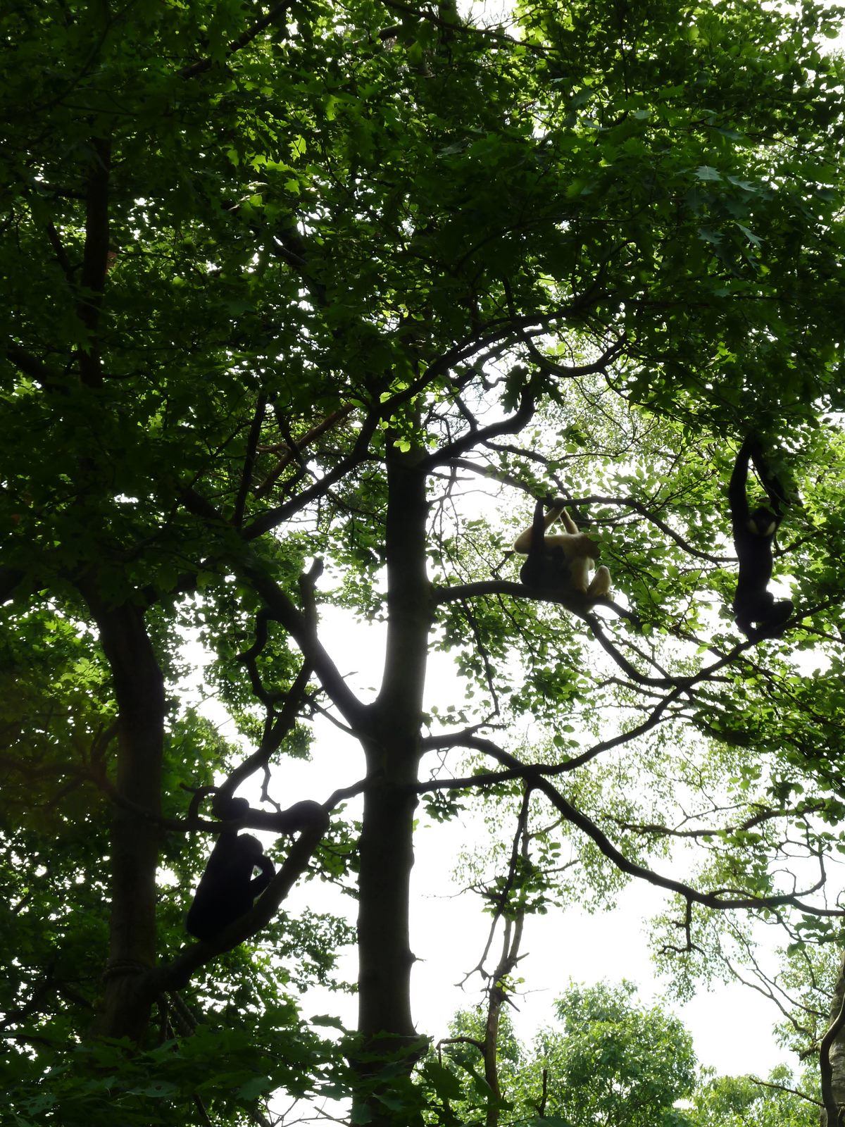Gibbon family in the trees