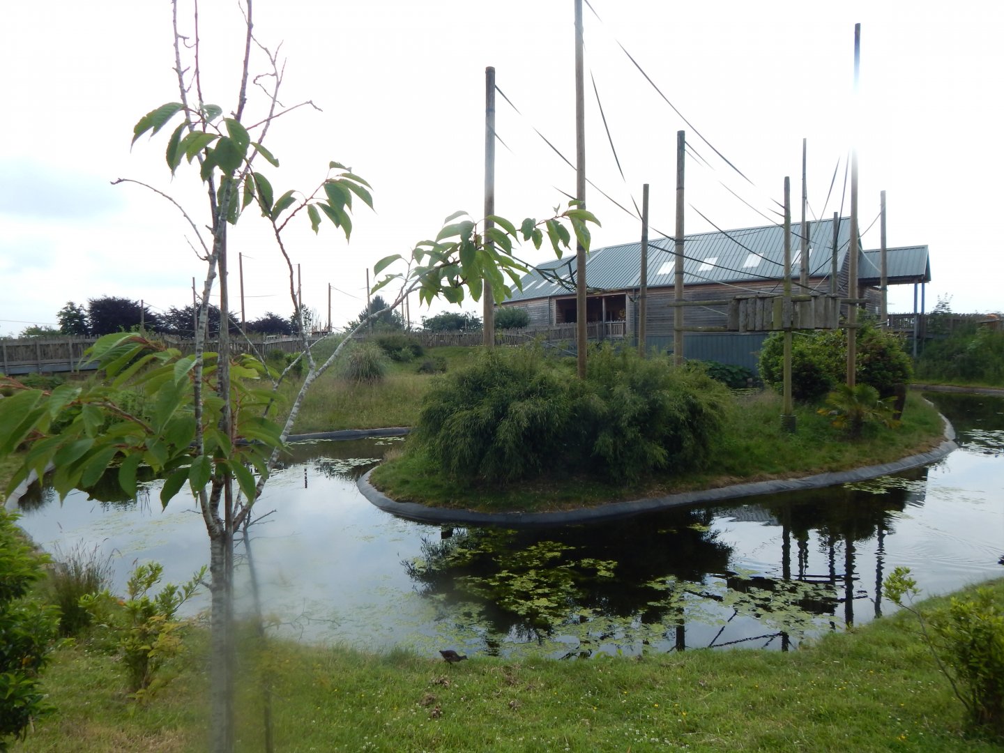 Gibbon Forest 020721