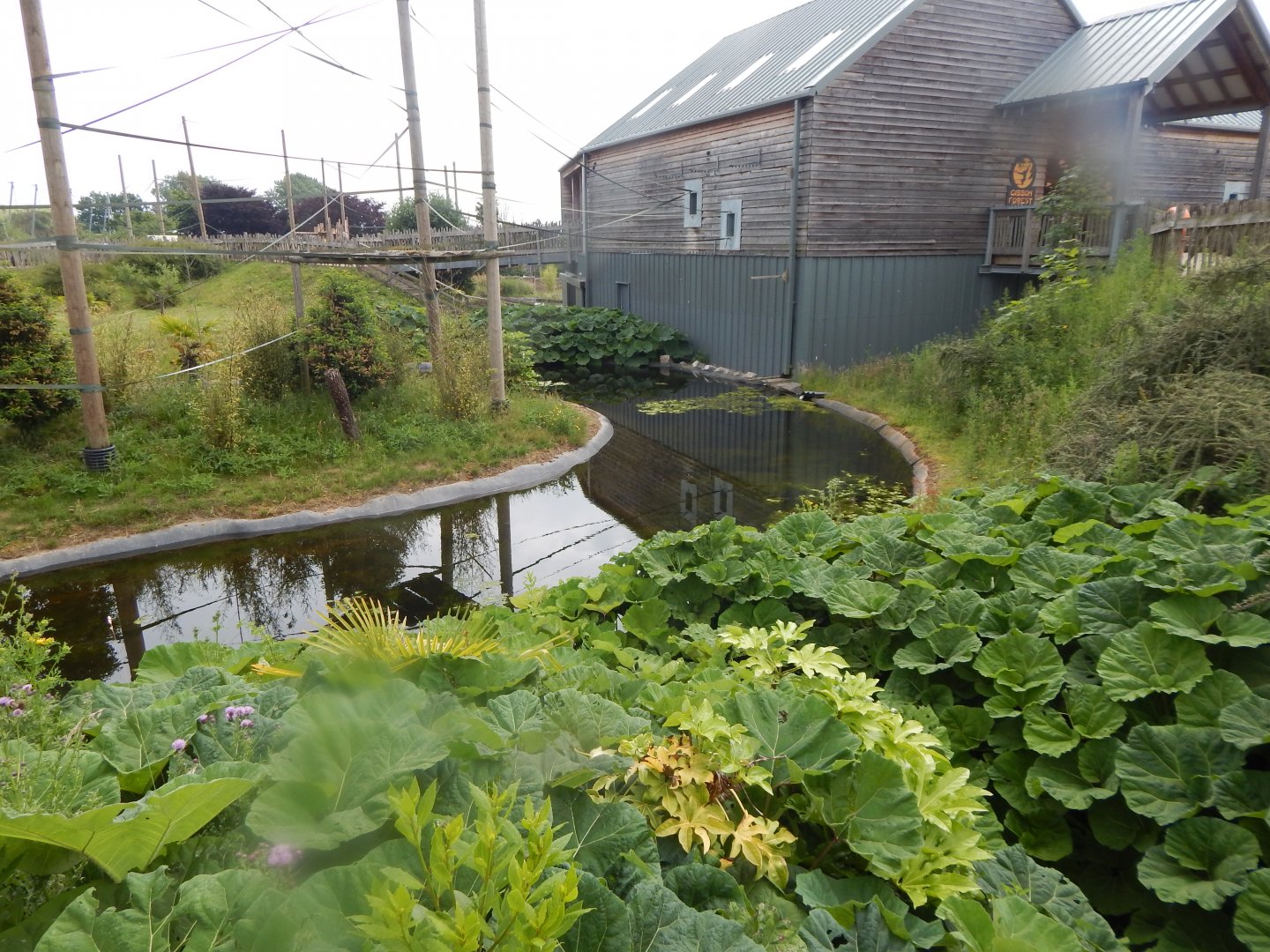 Gibbon Forest 020721