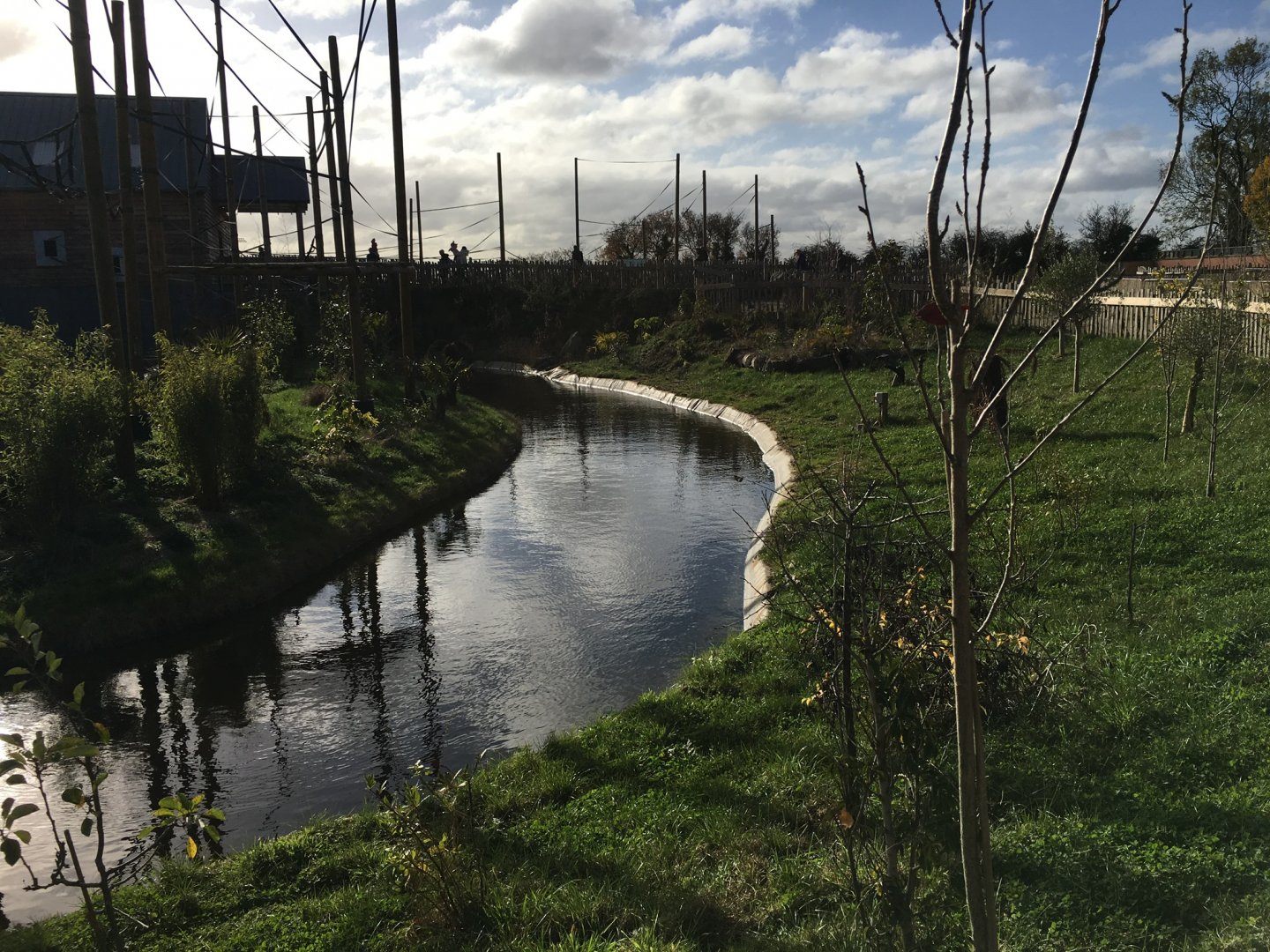 Gibbon Forest 051116