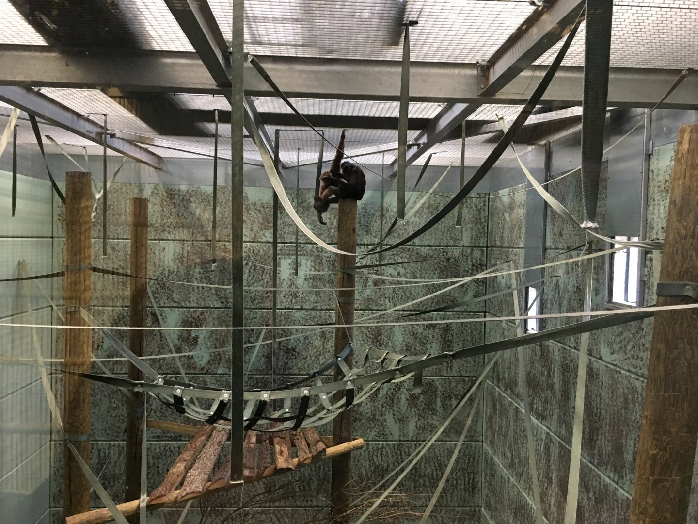 Gibbon Forest 051116