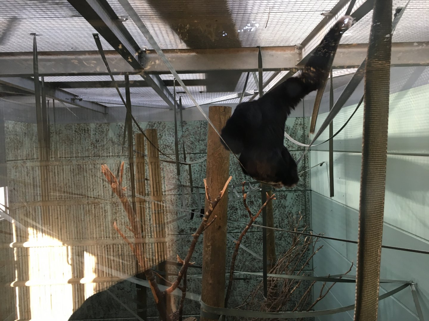 Gibbon Forest 051116