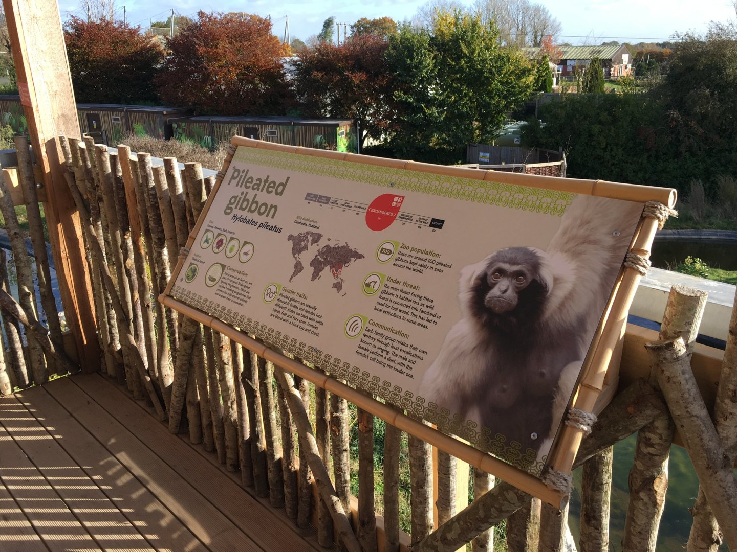 Gibbon Forest 051116