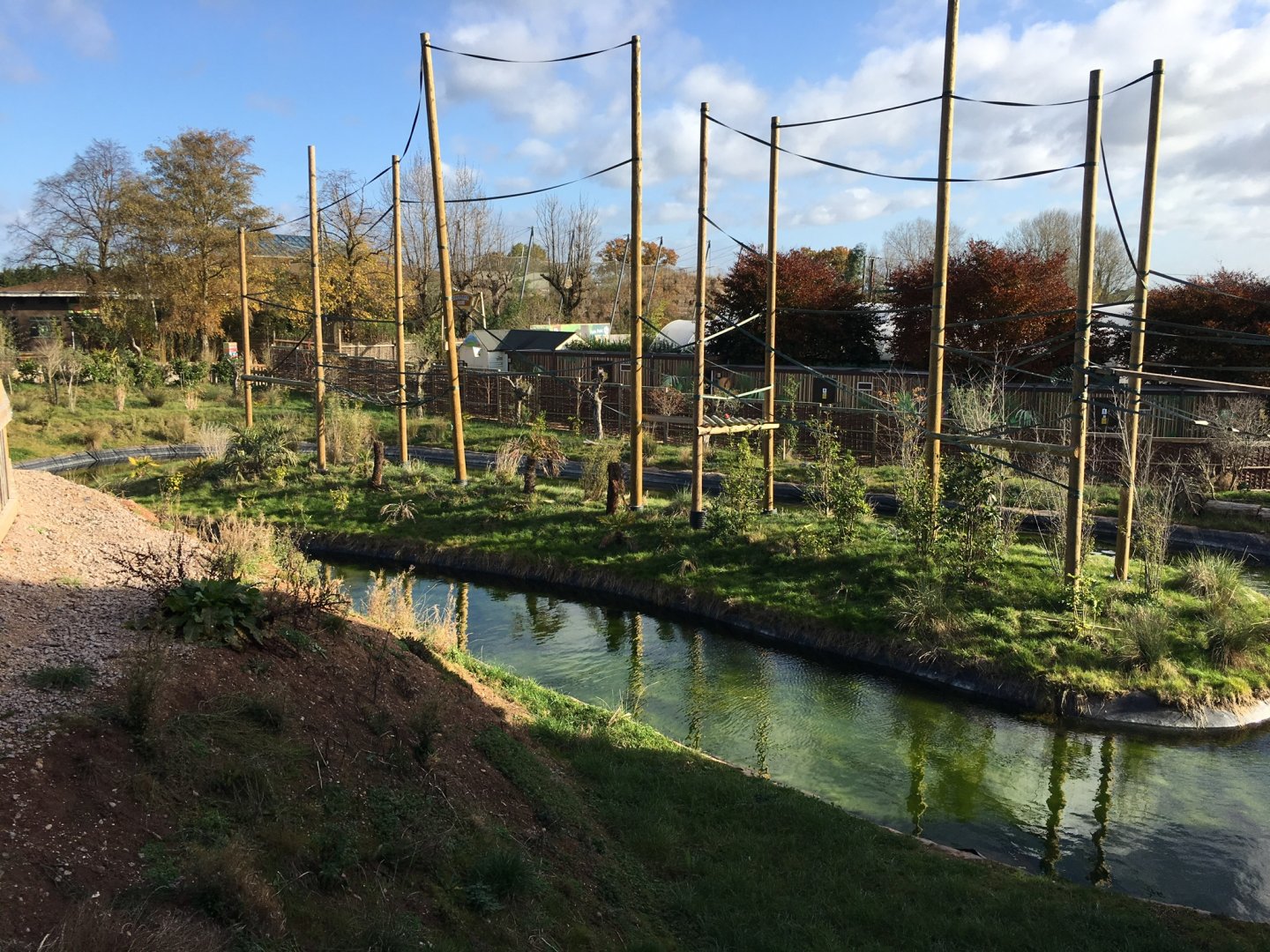 Gibbon Forest 051116