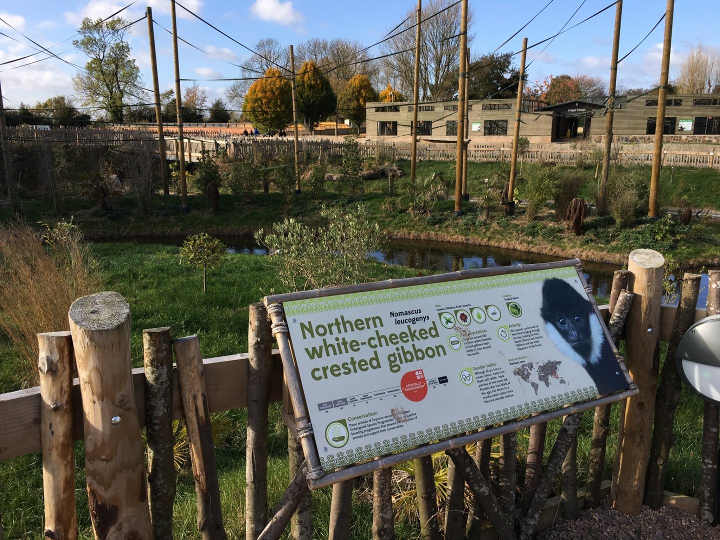 Gibbon Forest 051116