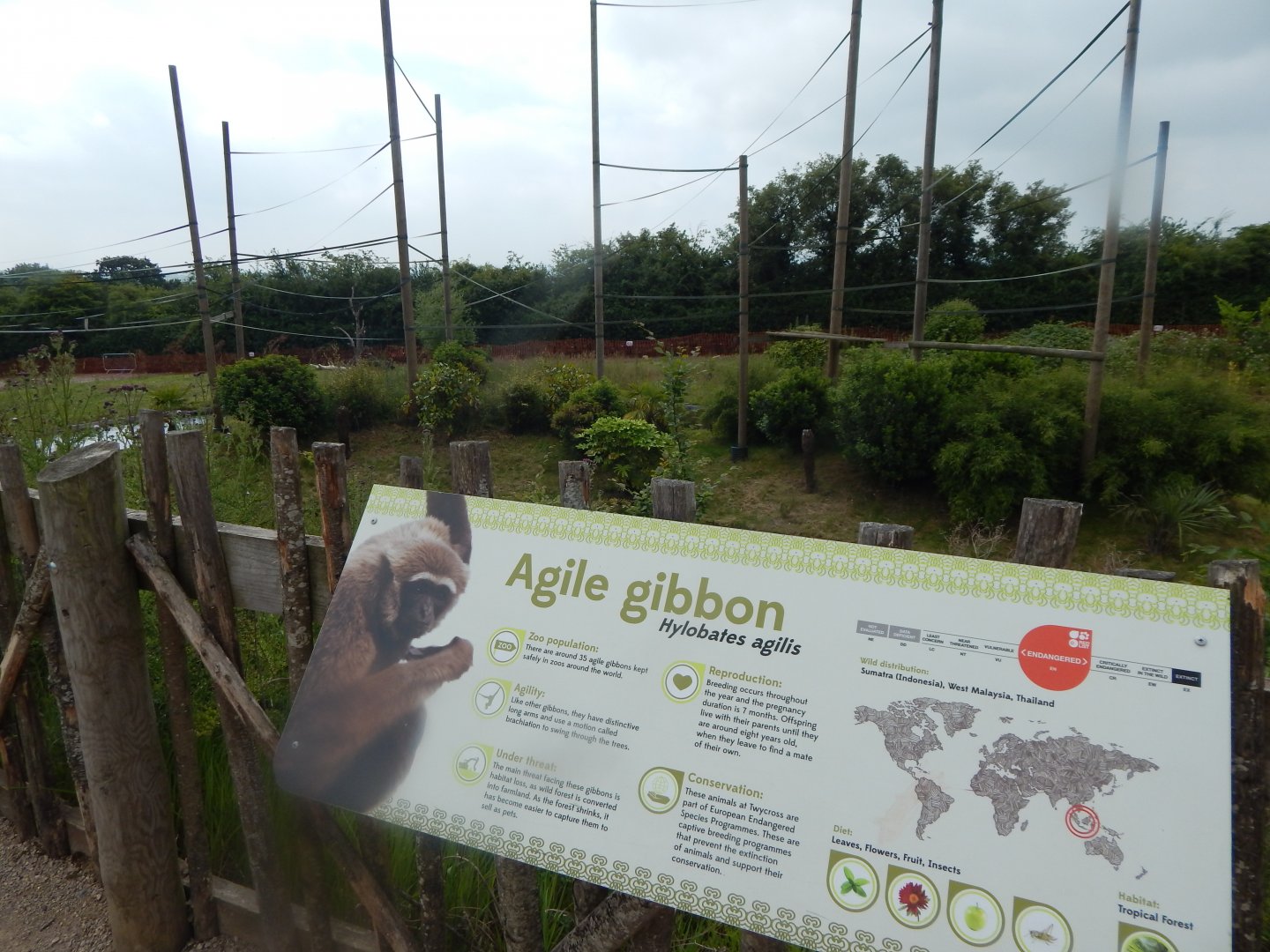 Gibbon Forest - Agile gibbon outdoors 020721