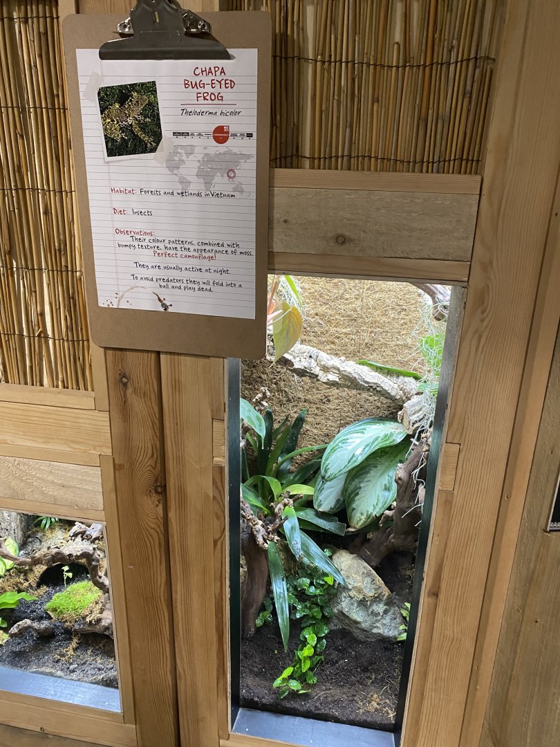 Gibbon Forest - Chapa bug-eyed frog exhibit 020721