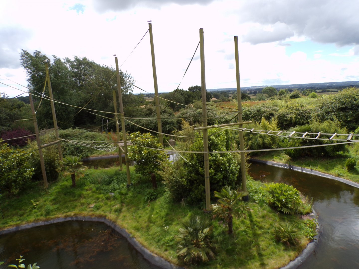 Gibbon forest enclosure 7.7.24