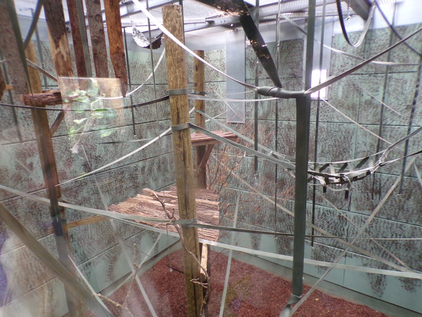 Gibbon forest indoor area 7.7.24