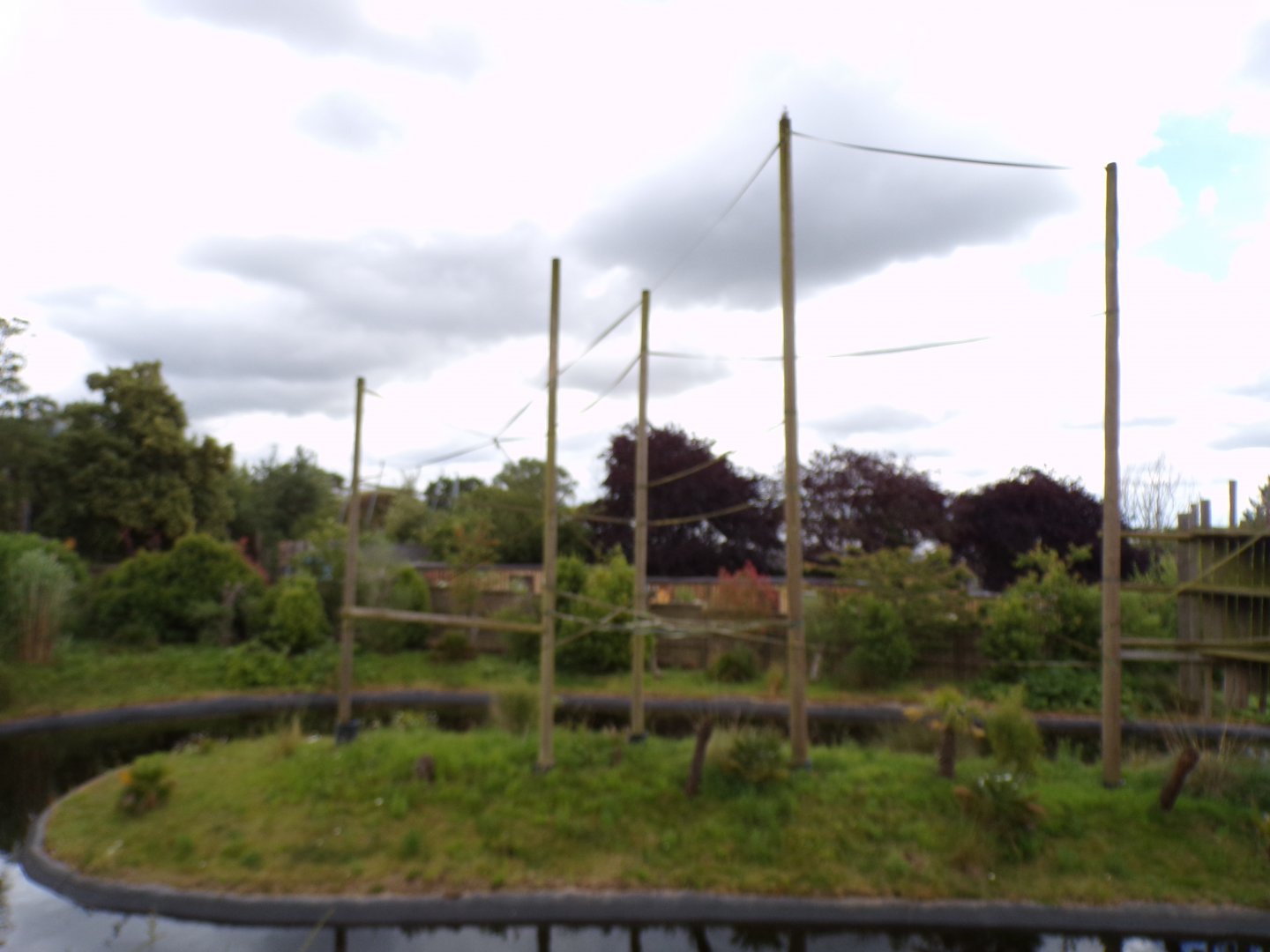 Gibbon forest island 7.7.24