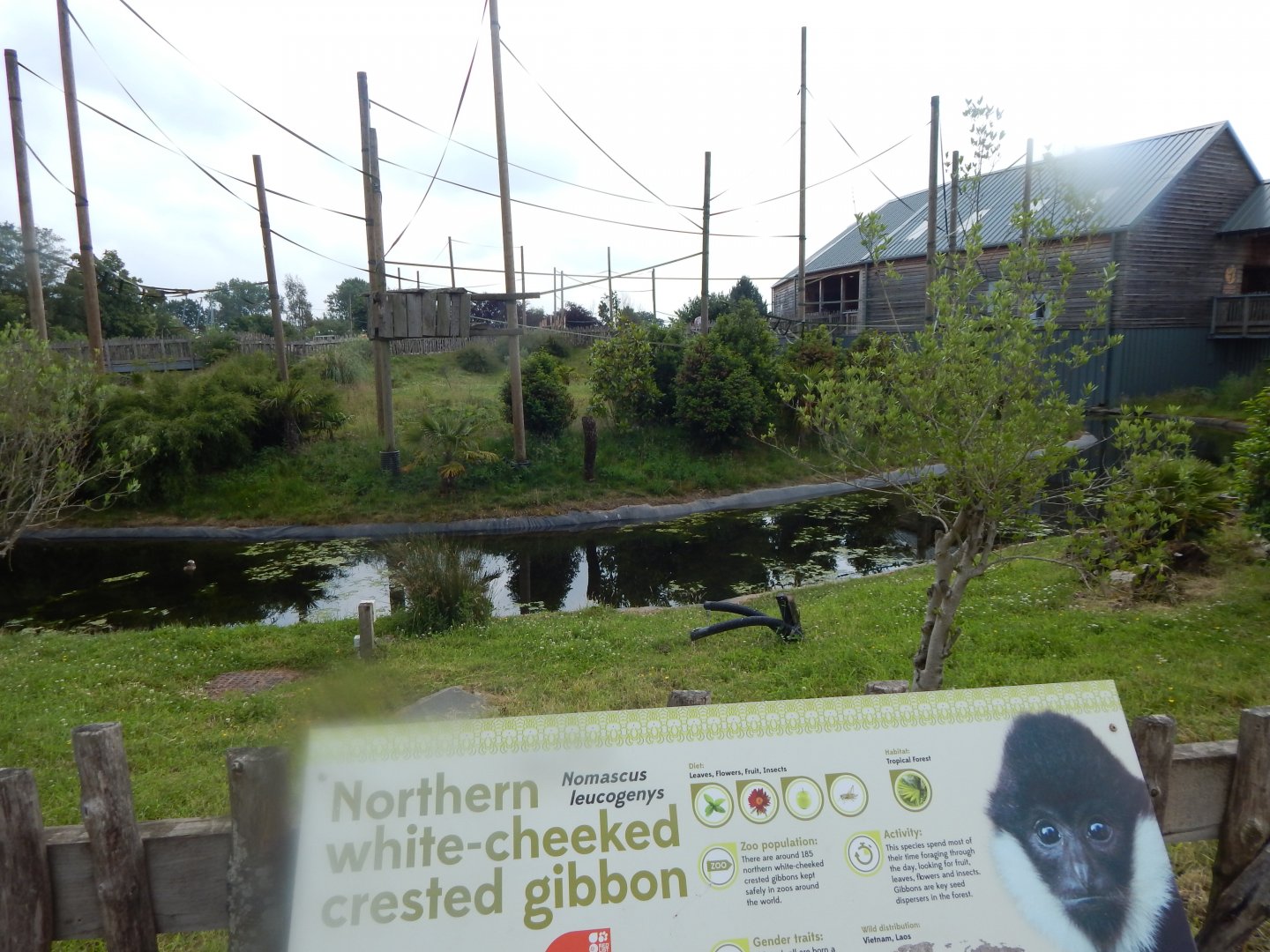 Gibbon Forest - Northern white-cheeked gibbon outdoors 020721