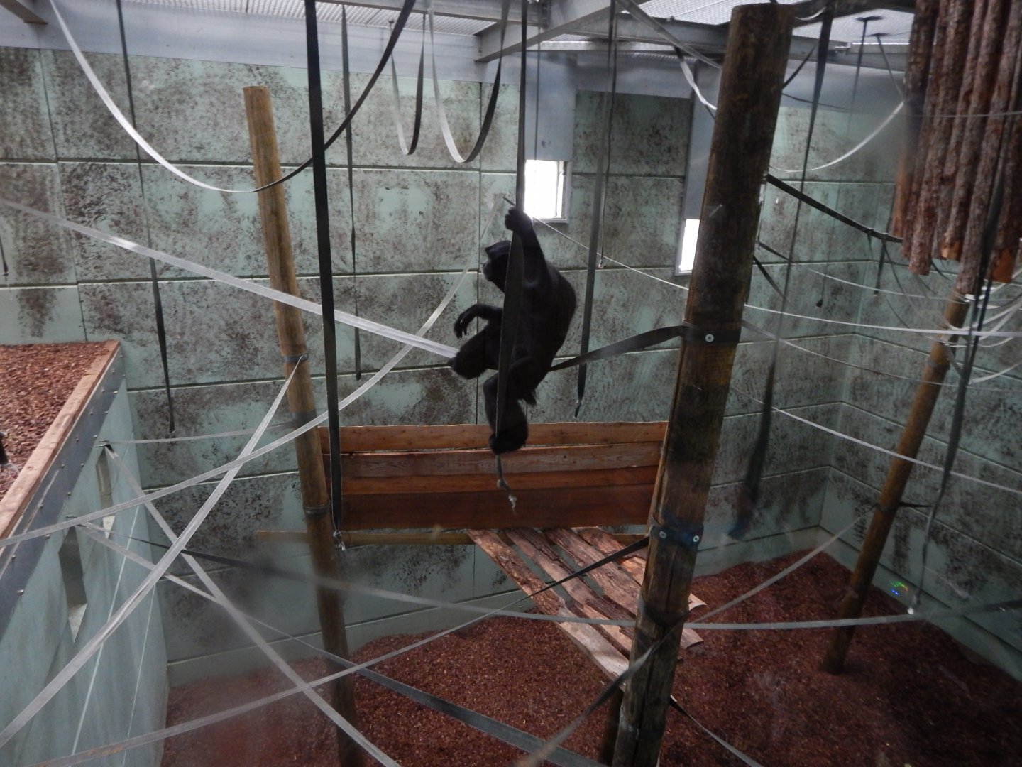 Gibbon Forest - Siamang indoors 020721