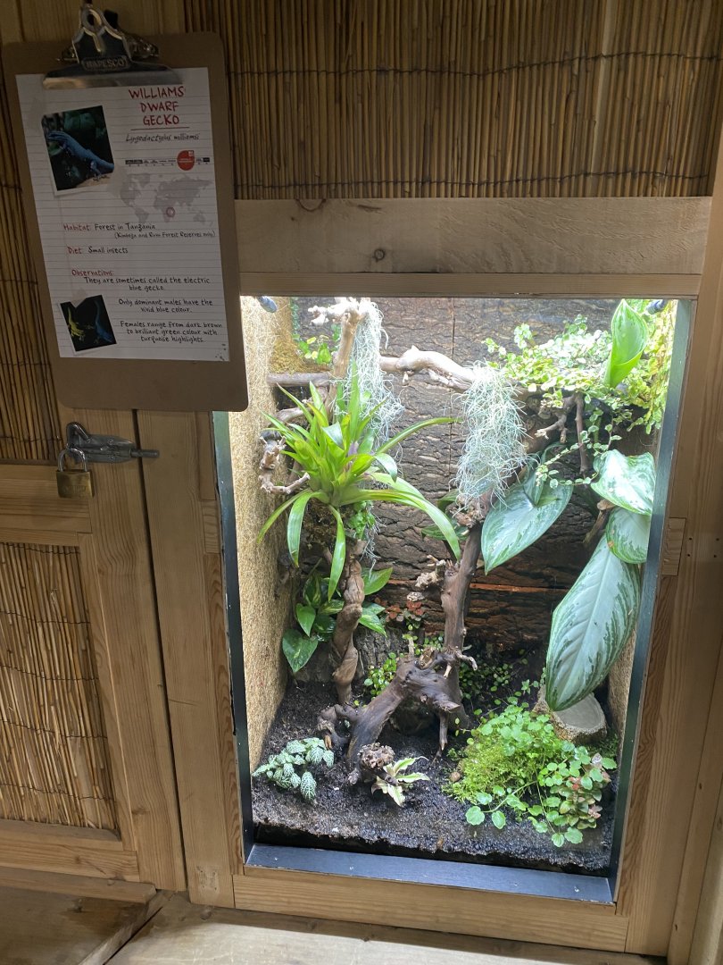 Gibbon Forest - Williams' electric blue gecko exhibit 020721