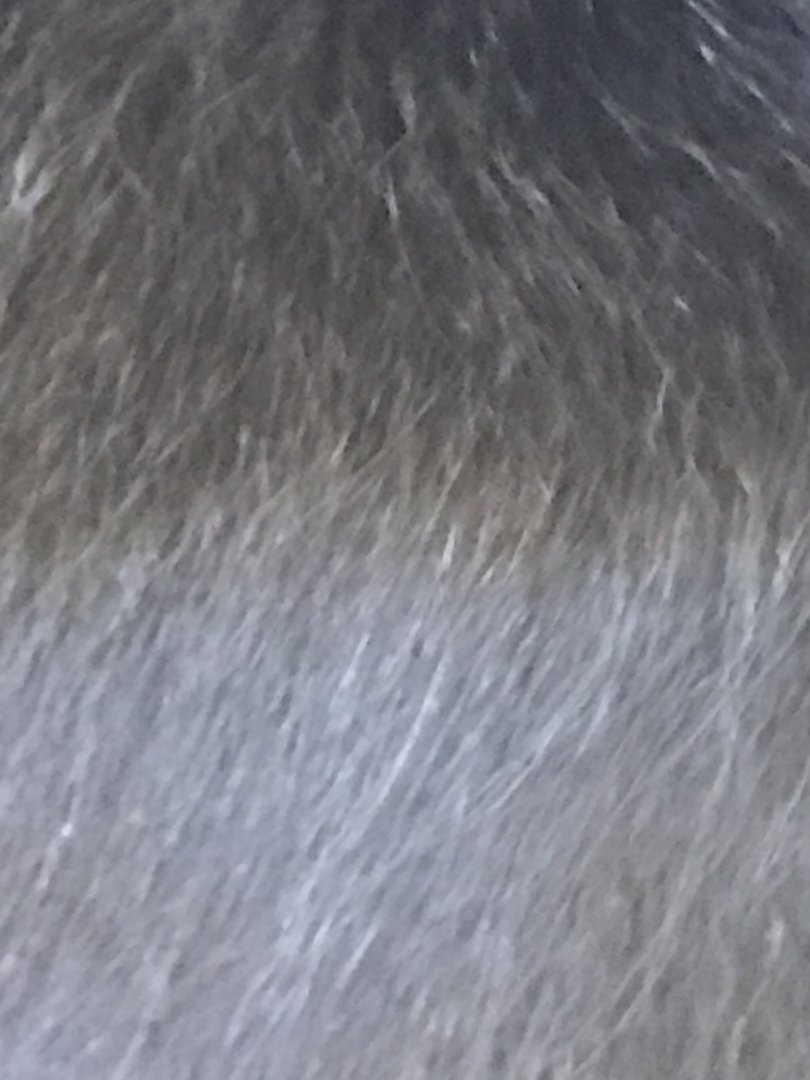 Gibbon fur closeup
