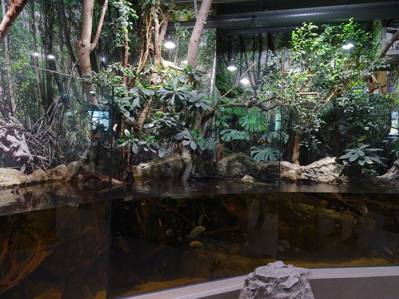 Gibbon Haus: Mangrove paludarium part 1