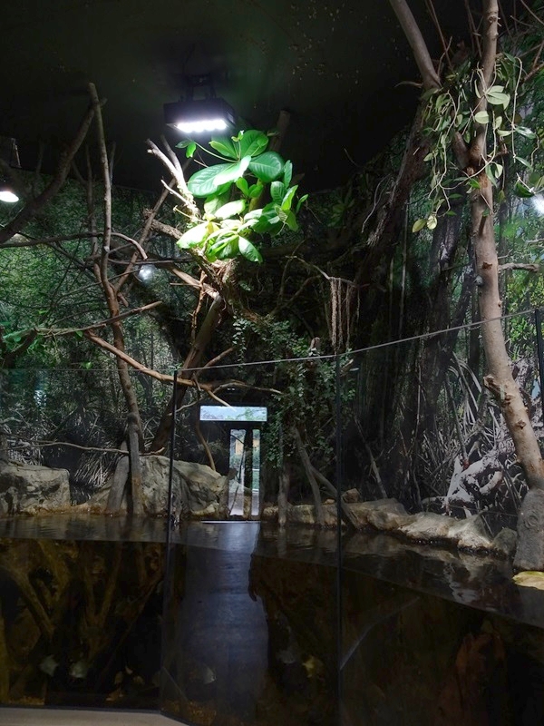 Gibbon Haus: Mangrove paludarium part 3