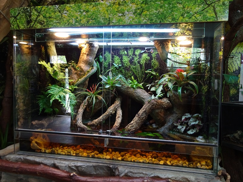 Gibbon Haus:  terrarium for Tonkin bug-eyed frog