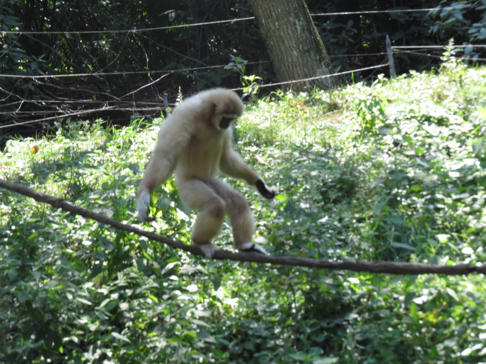 Gibbon High Wire Act