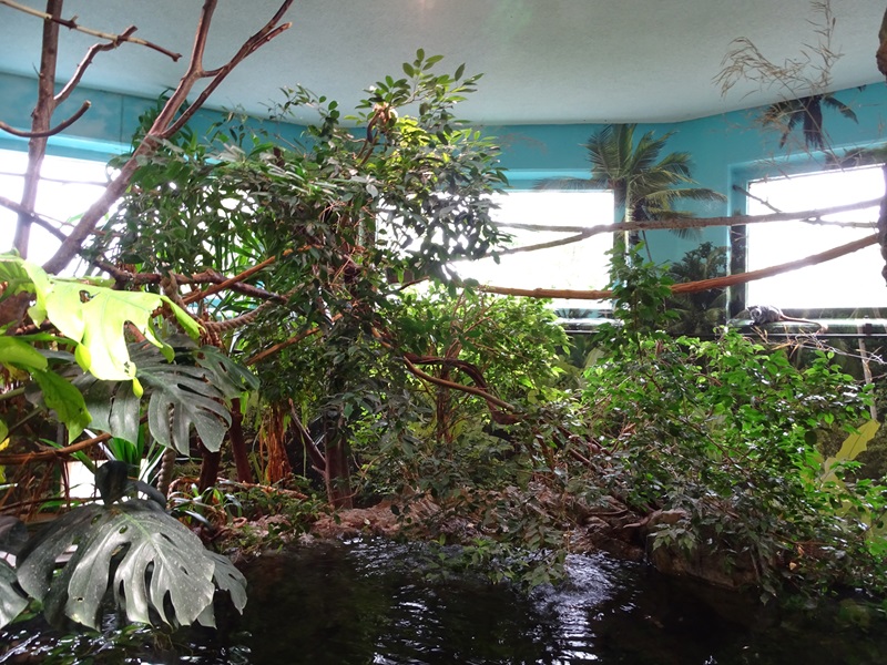 Gibbon House: Emperor tamarin indoor enclosure