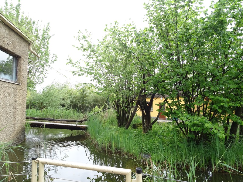 Gibbon House: Emperor tamrin outdoor enclosure