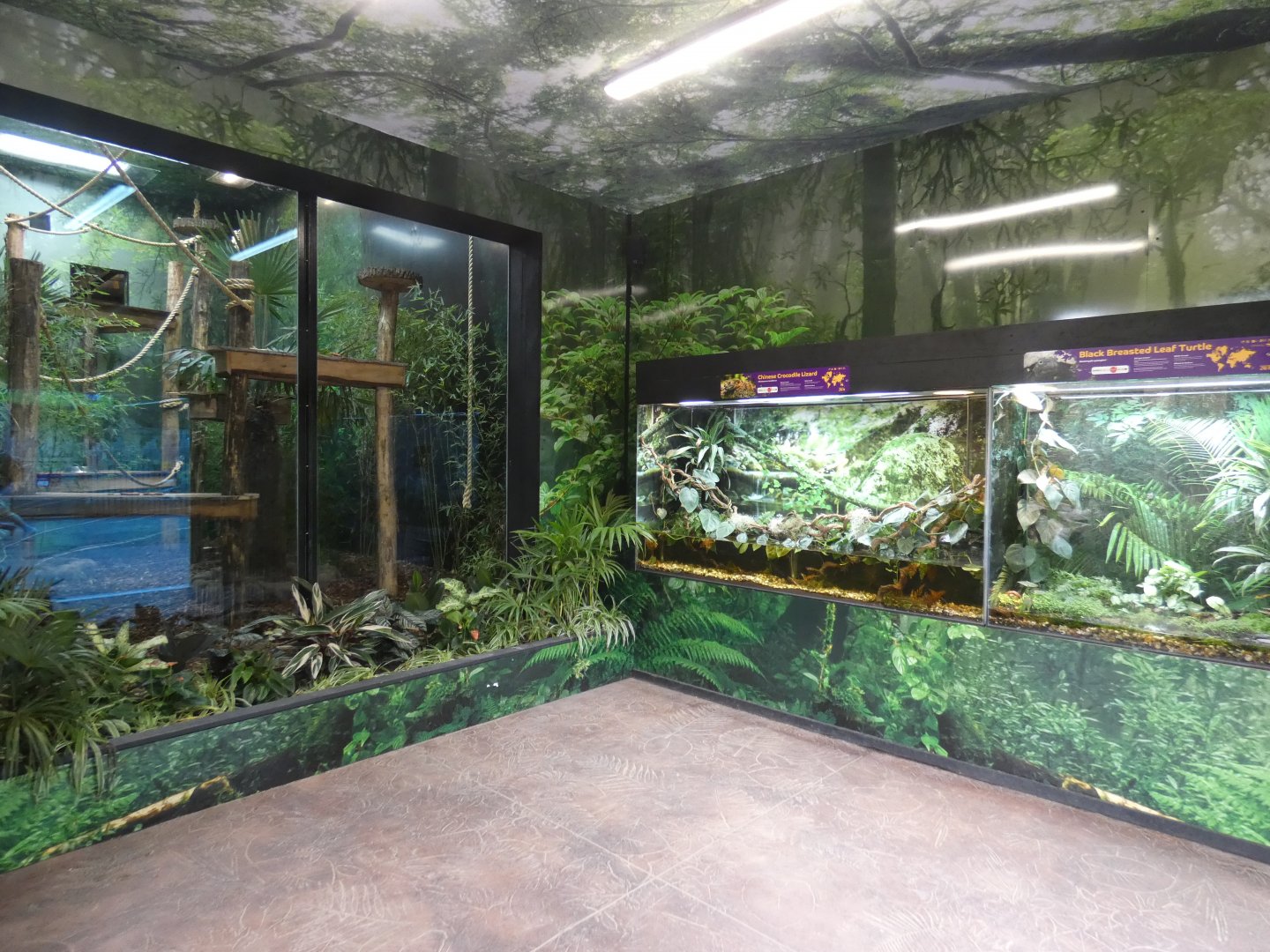 Gibbon house indoor viewing area