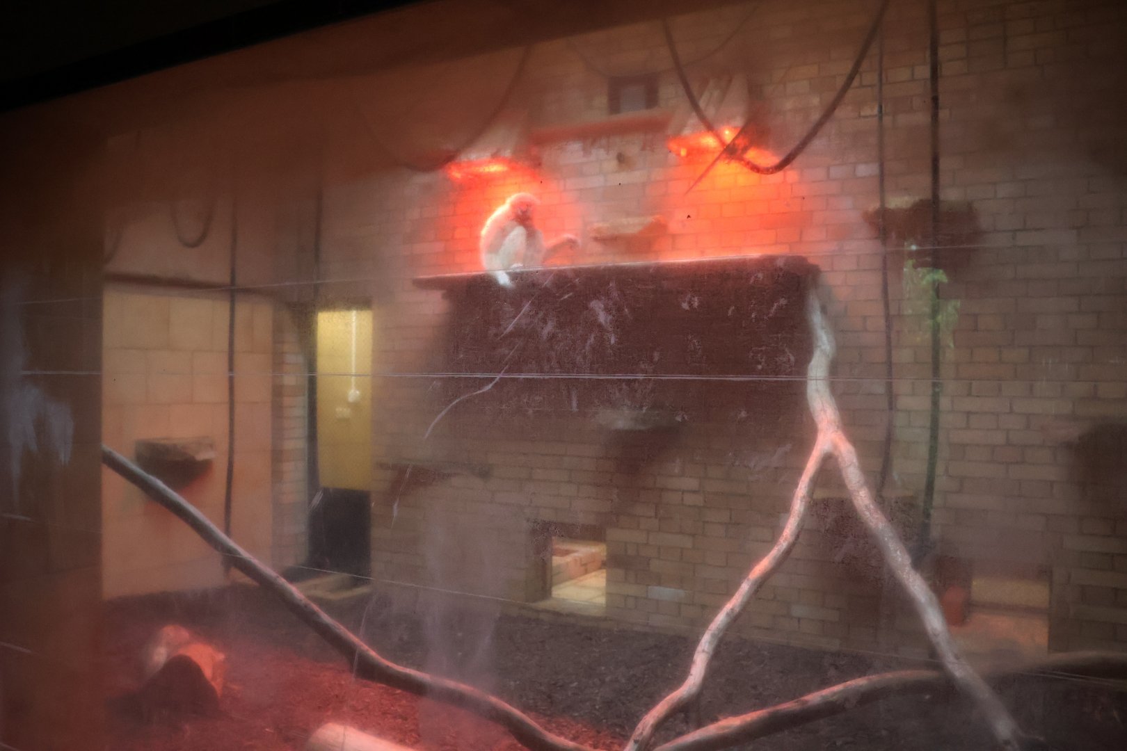 Gibbon House - Lar gibbon (Hylobates lar)