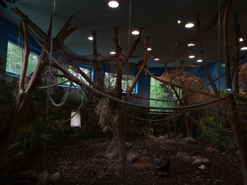 Gibbon House: Lar gibbon indoor enclosure