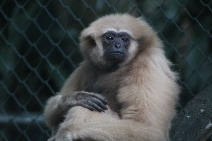 Gibbon (Hylobates cf. abbotti) - Schmutzer Primate Centre