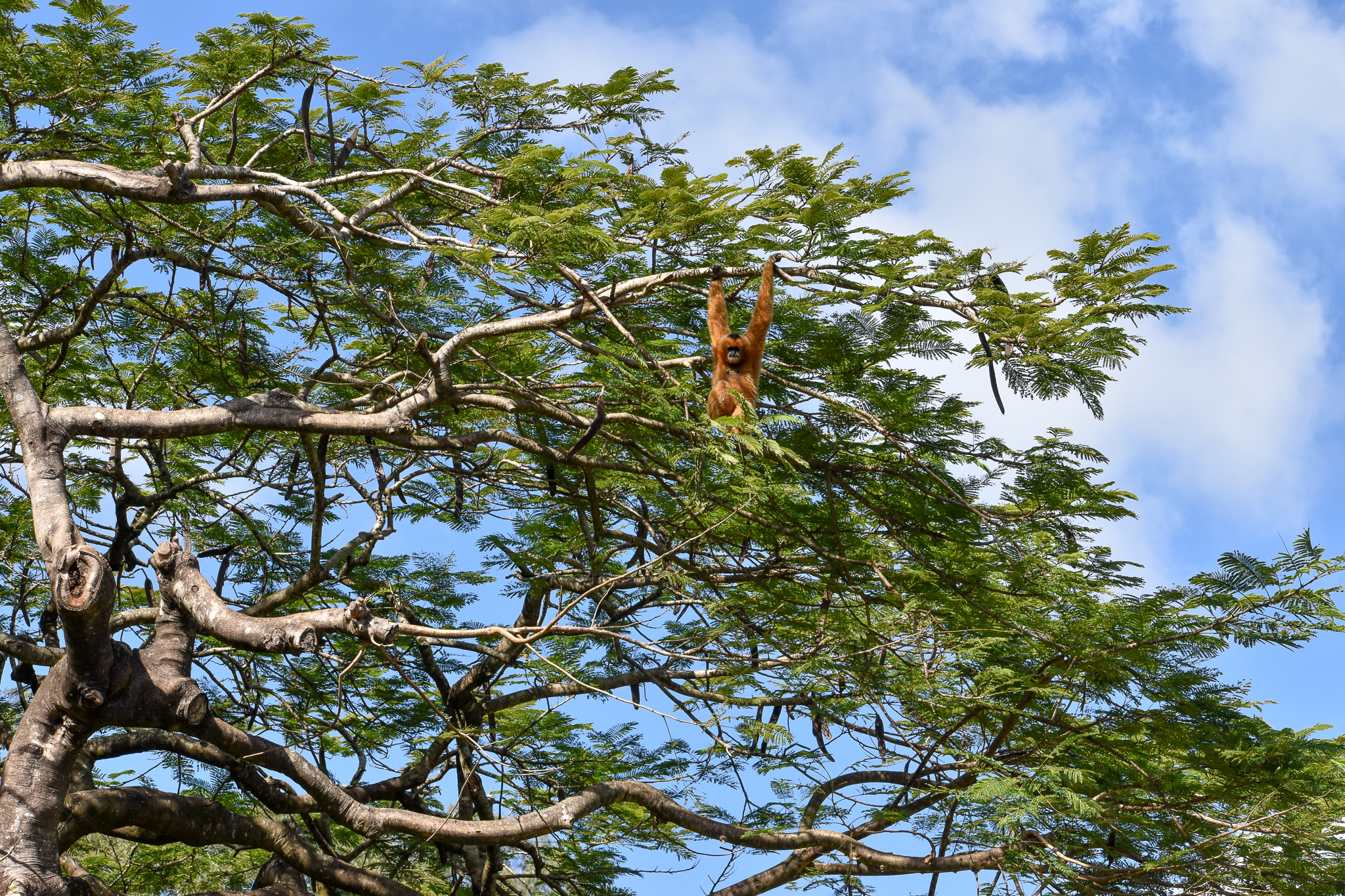 Gibbon in a tree